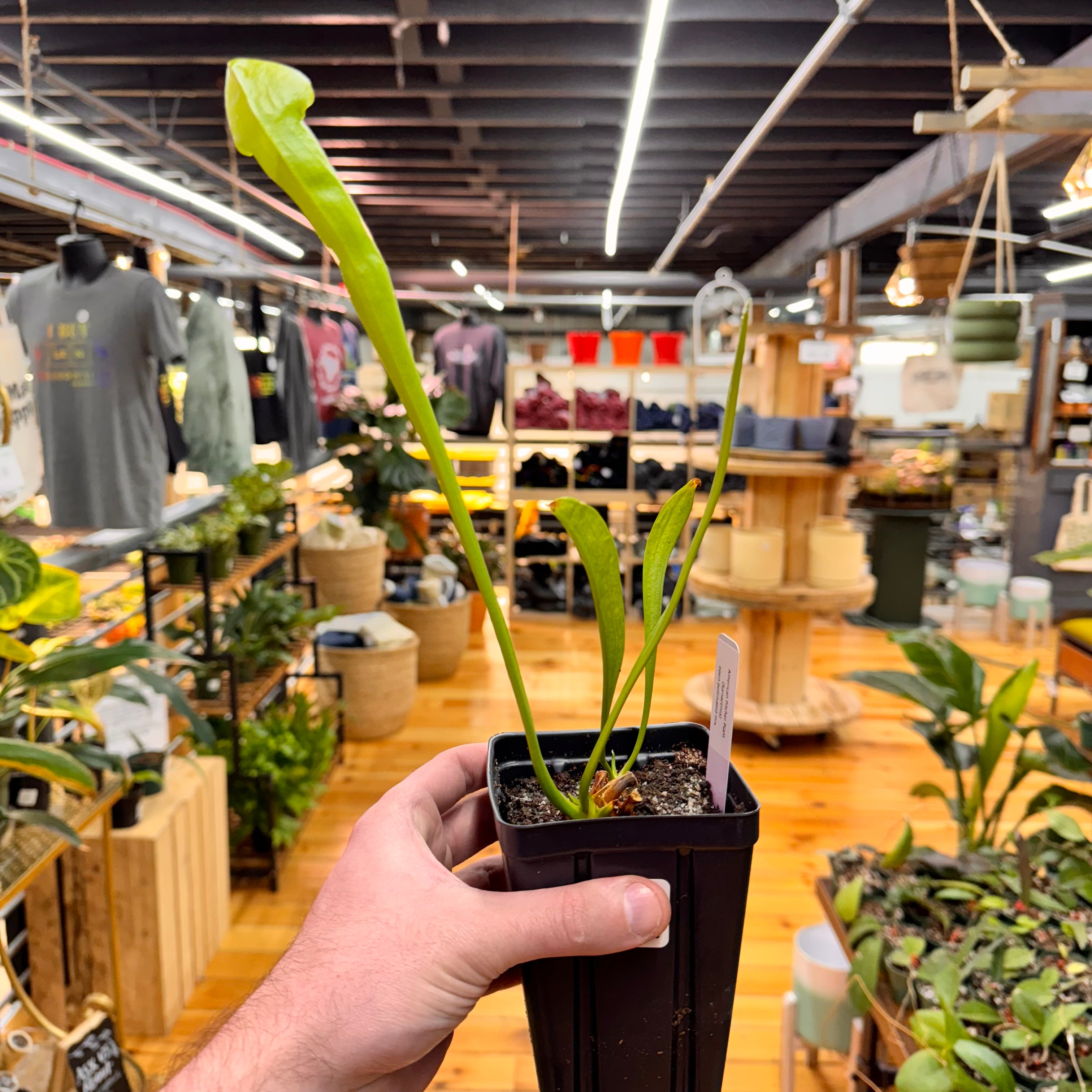 Sarracenia NOID