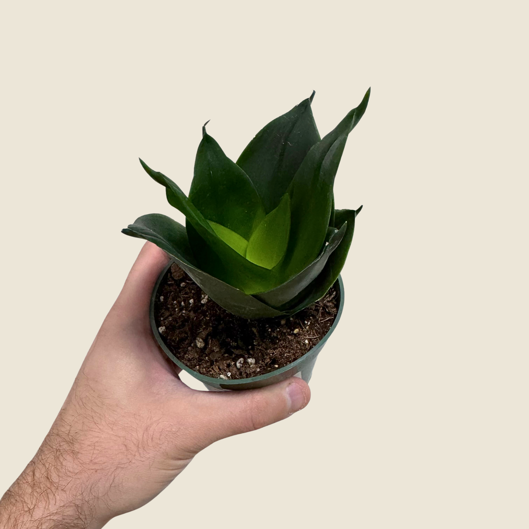 Sansevieria Black Hahnii