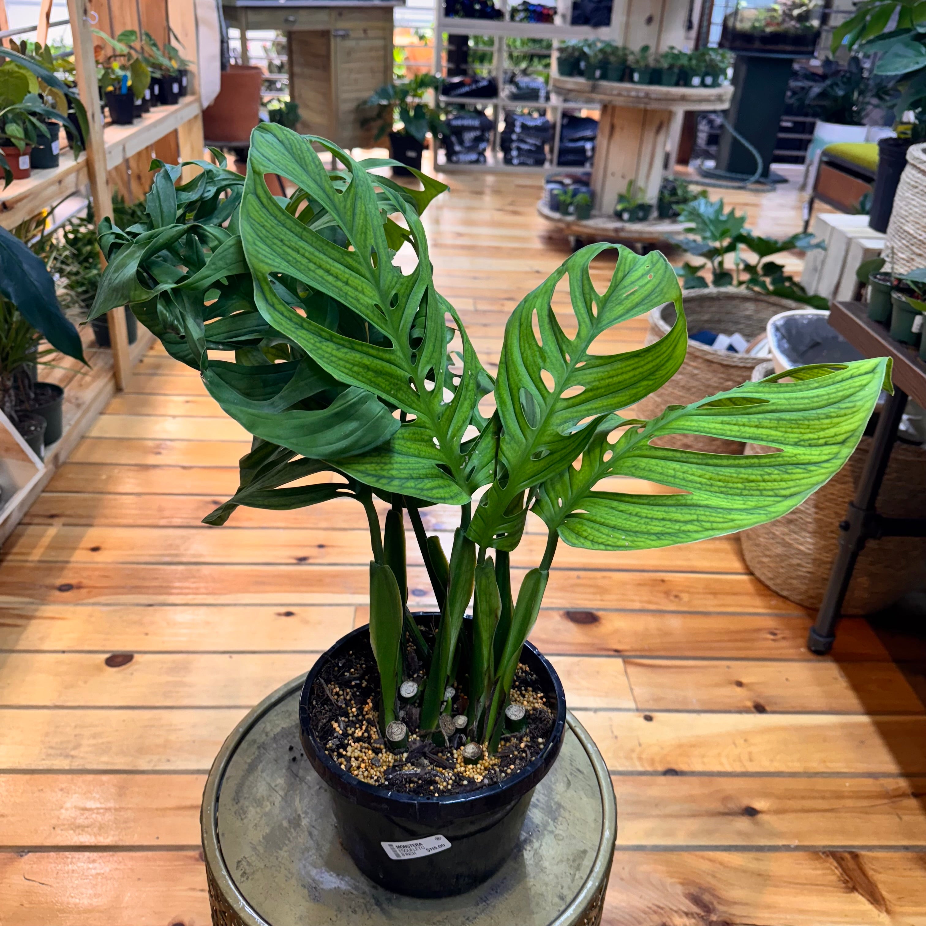 Monstera Esqueleto