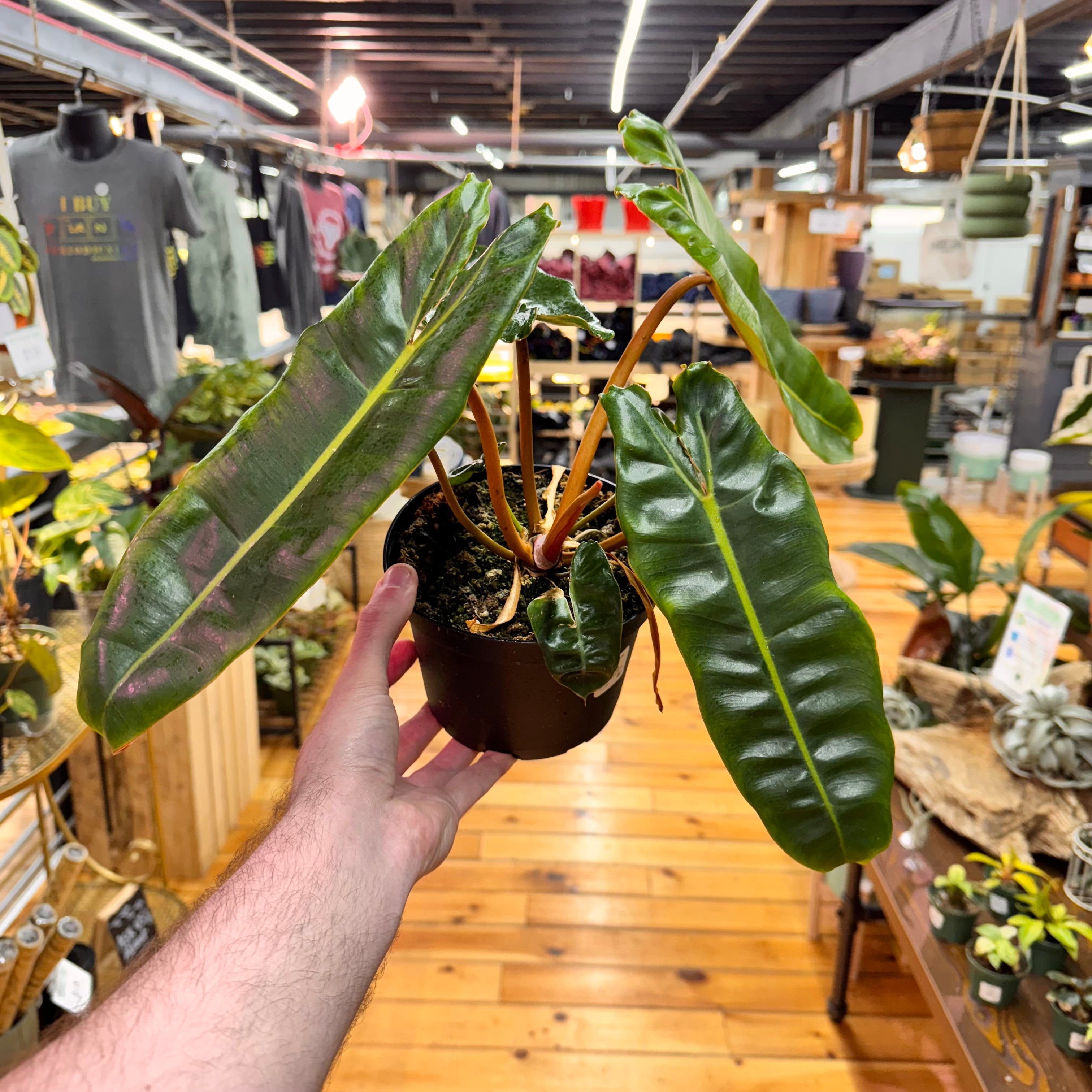 Philodendron Billietiae