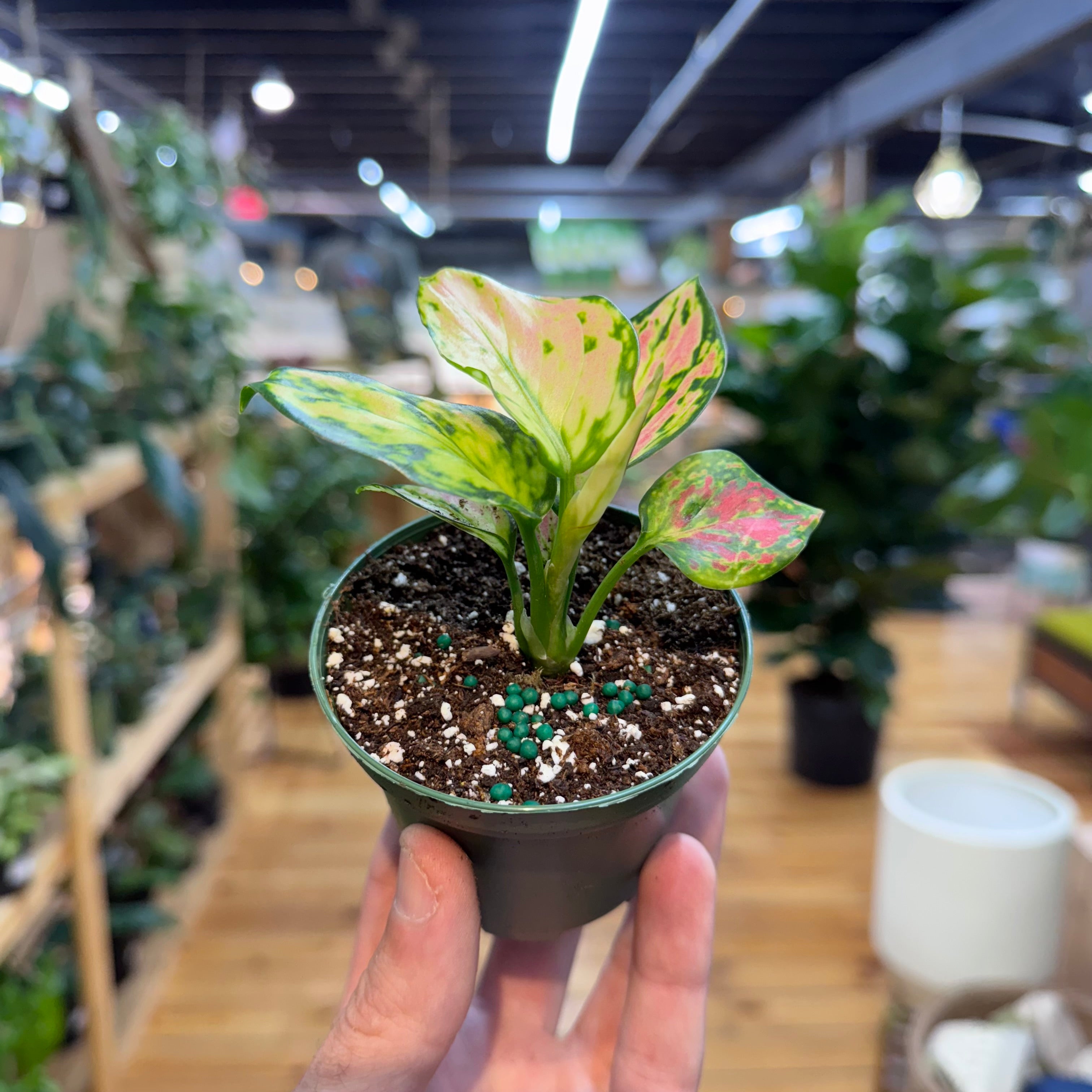 Aglaonema Red Zircon