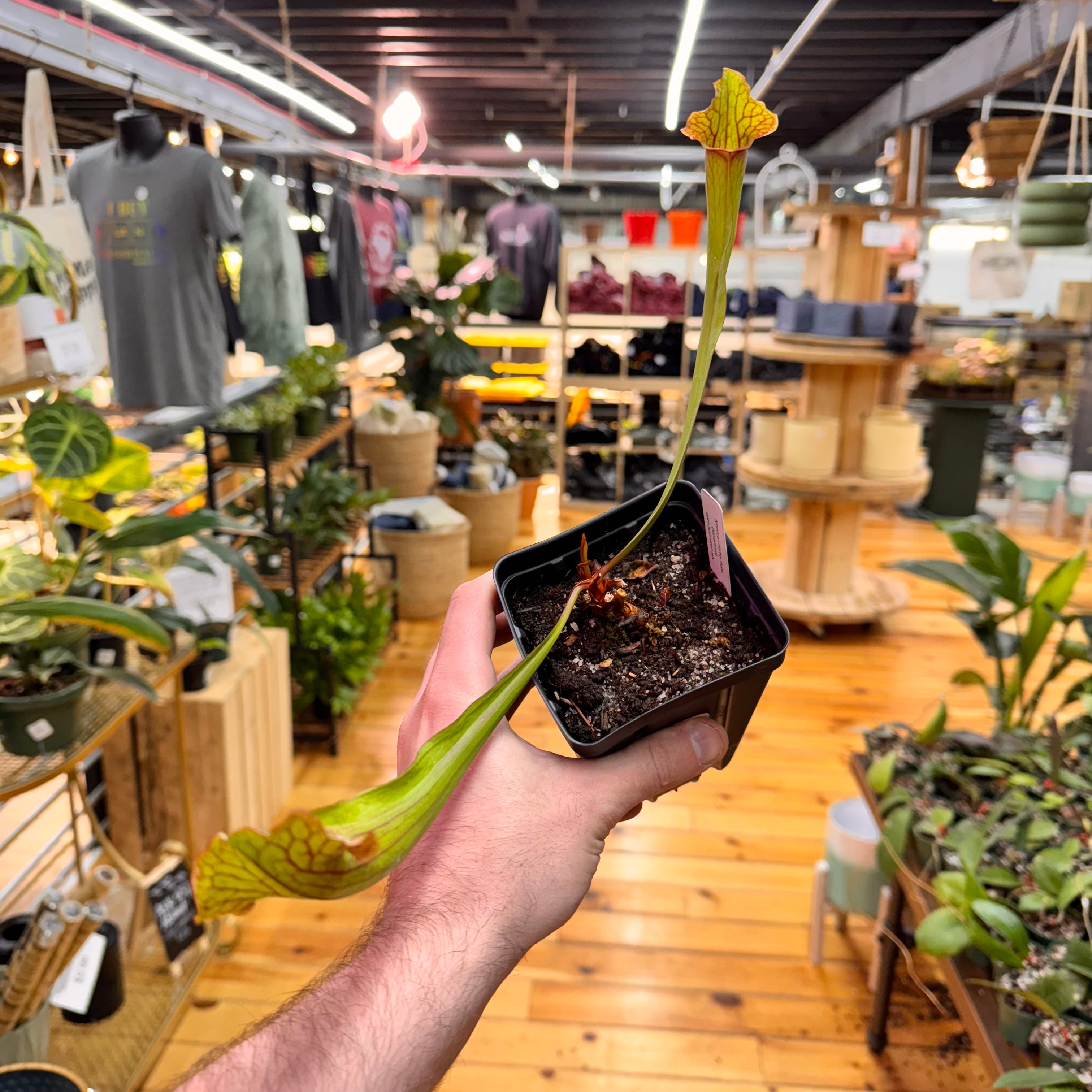 Sarracenia NOID
