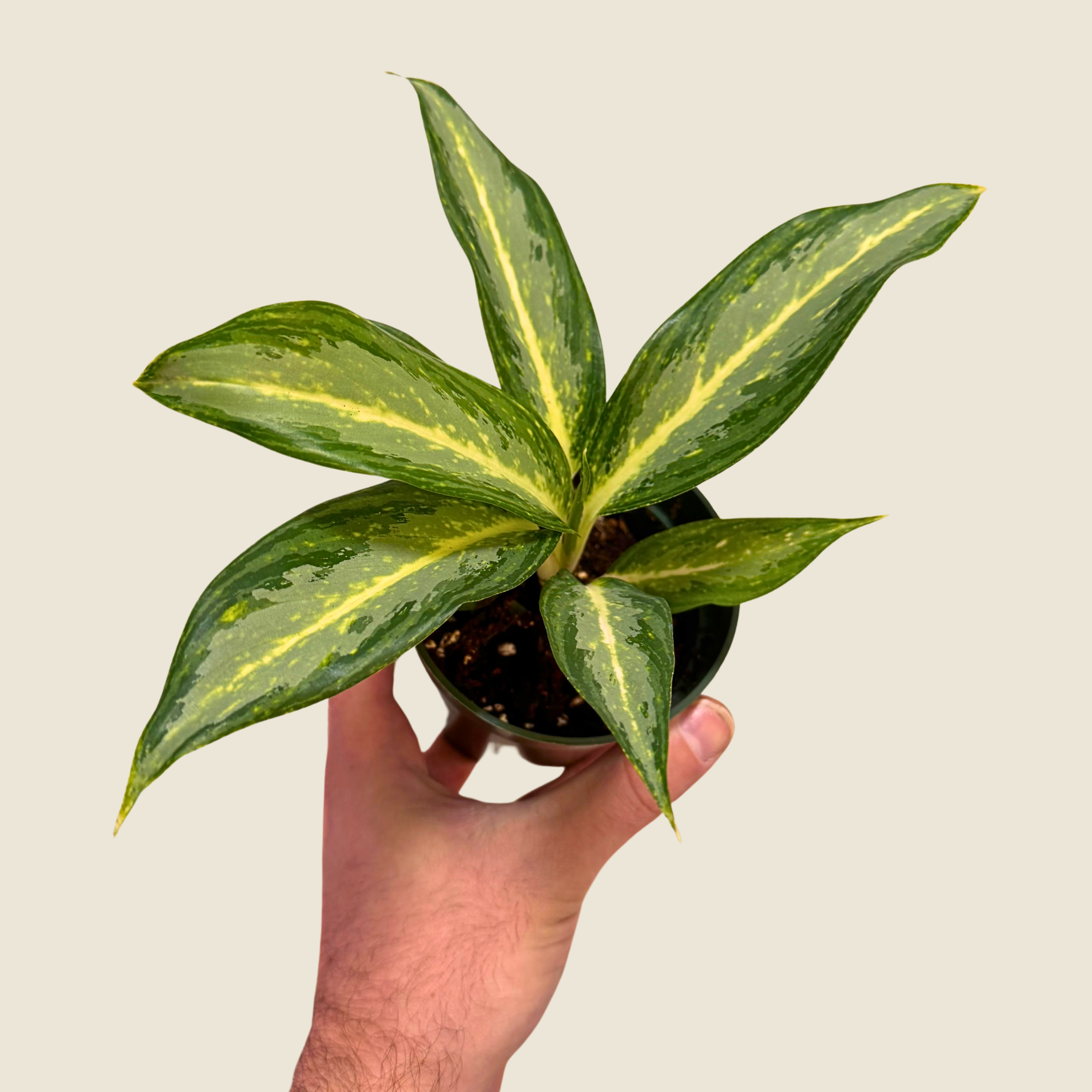Aglaonema White Rain