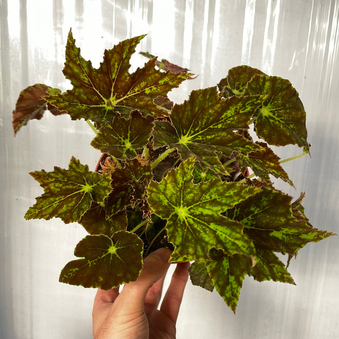 Begonia Phoe&
