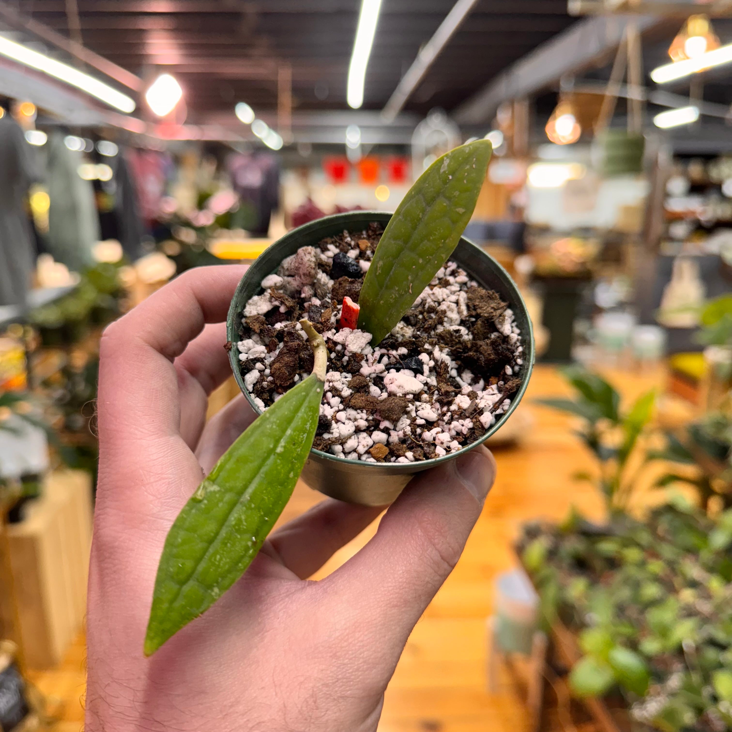 Hoya Rigidifolia
