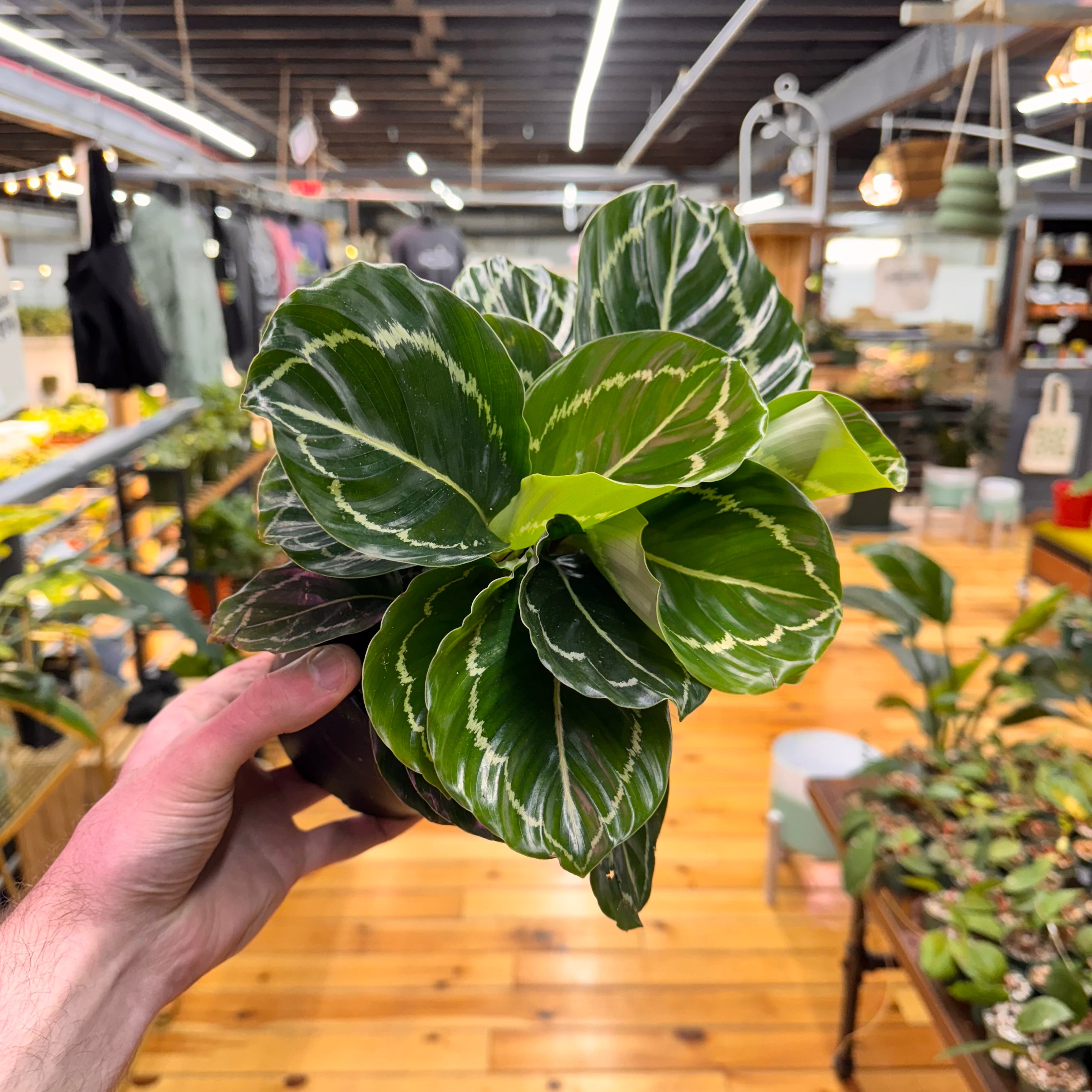 Calathea &