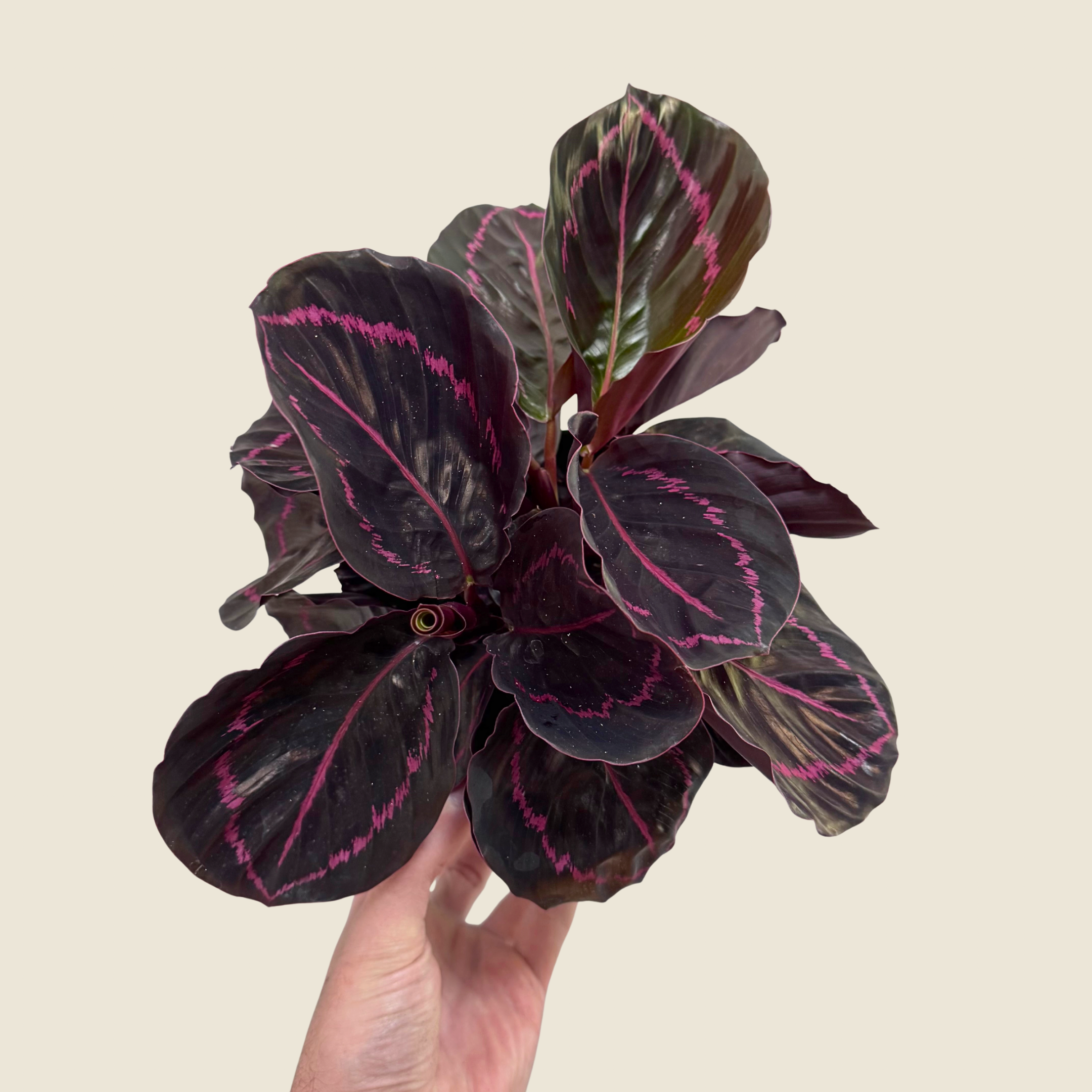 Calathea Dottie