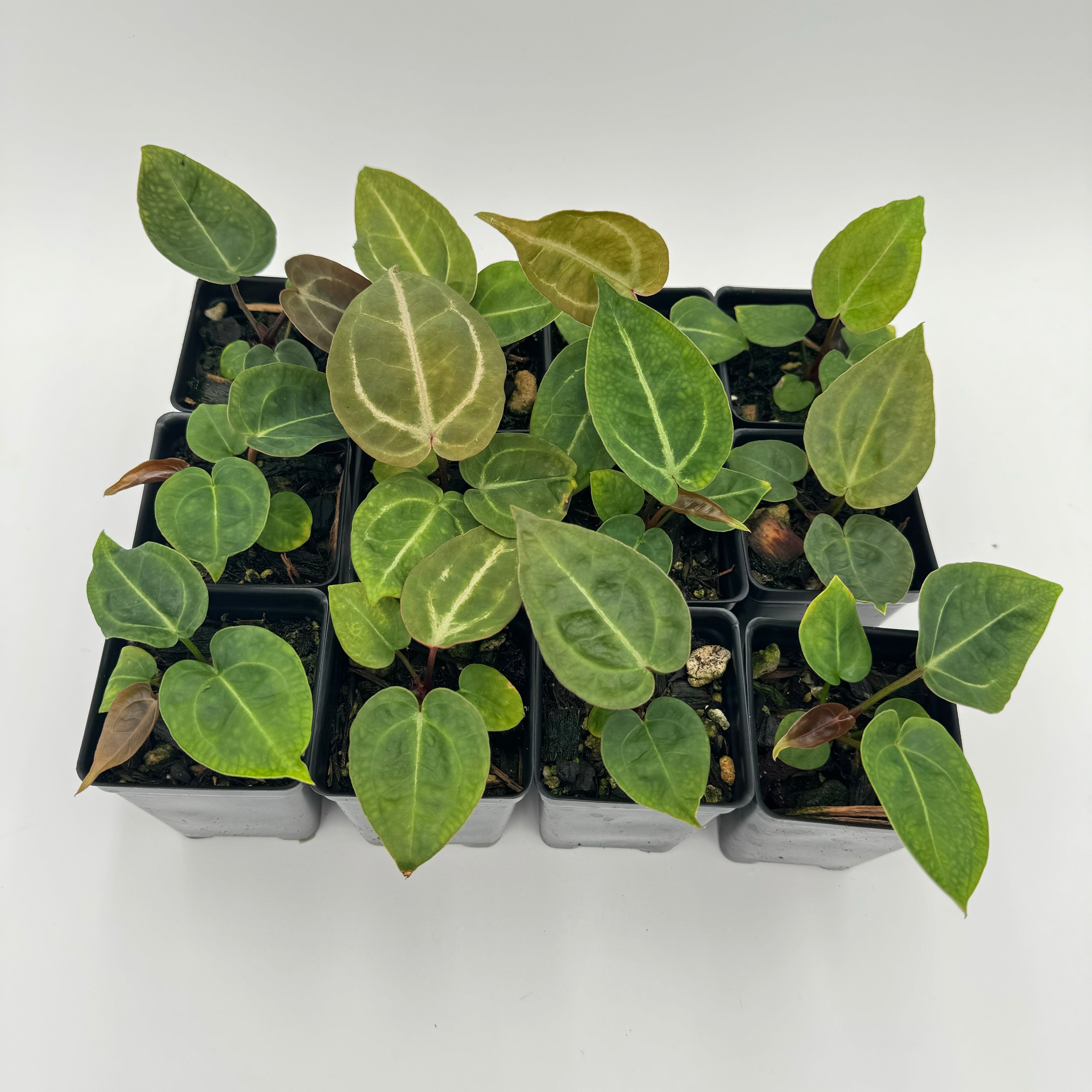 Anthurium Nurse Batch