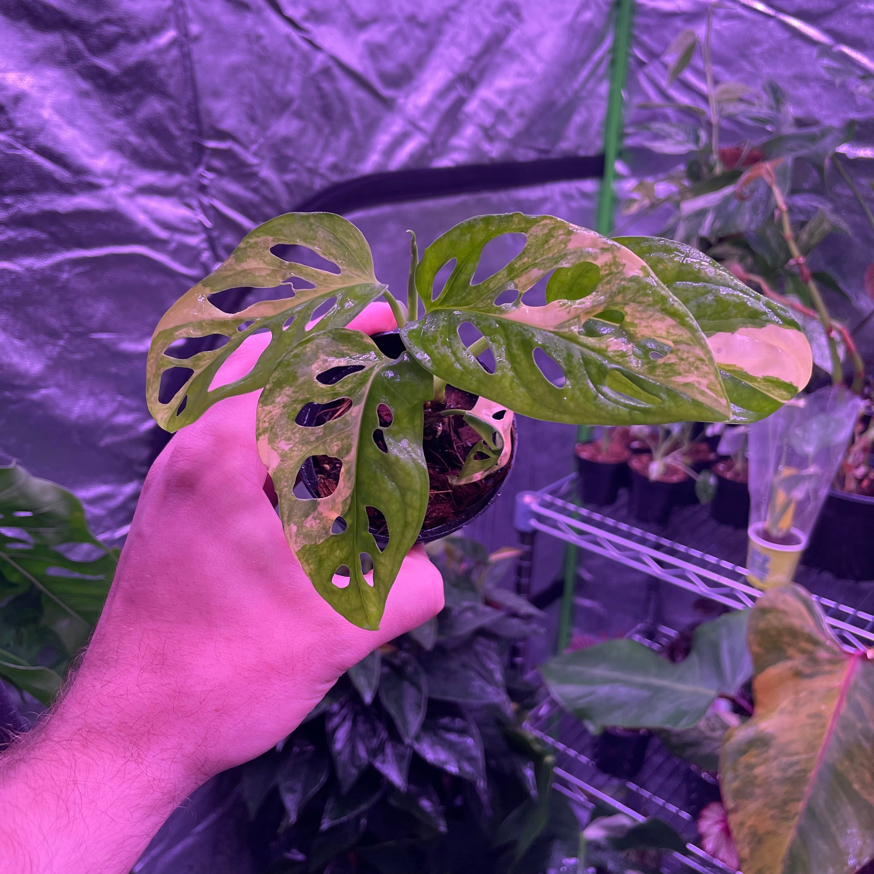 Monstera Adansonii Aurea