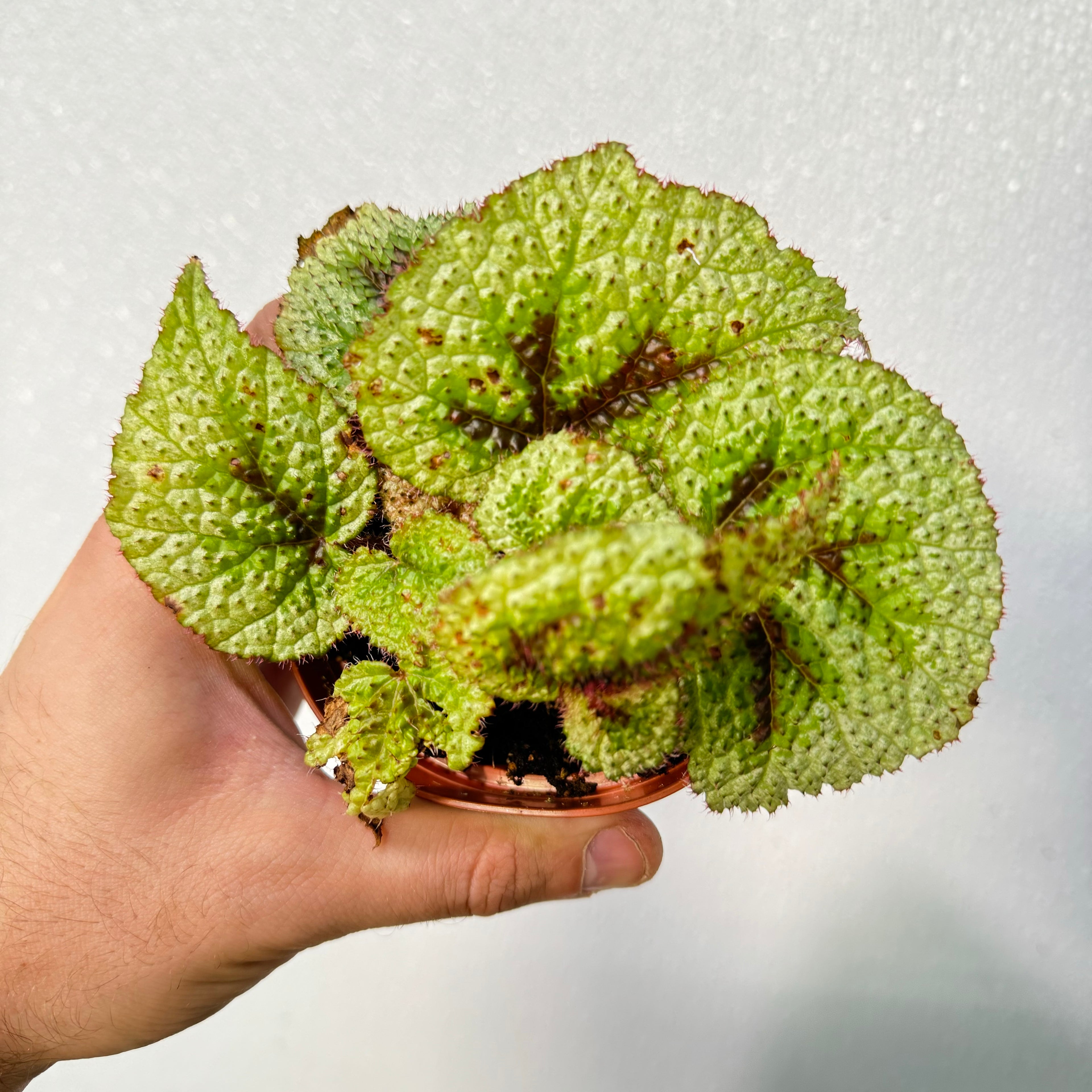 Begonia Tricolor Variegata Masoniana