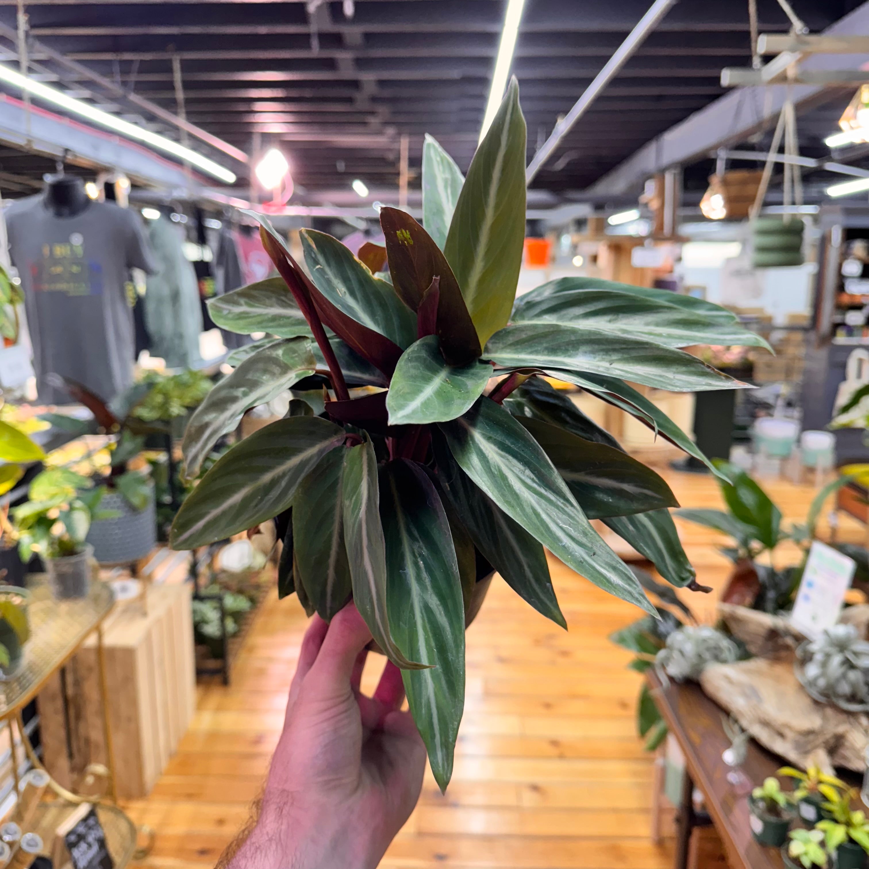 Stromanthe Sanguinea
