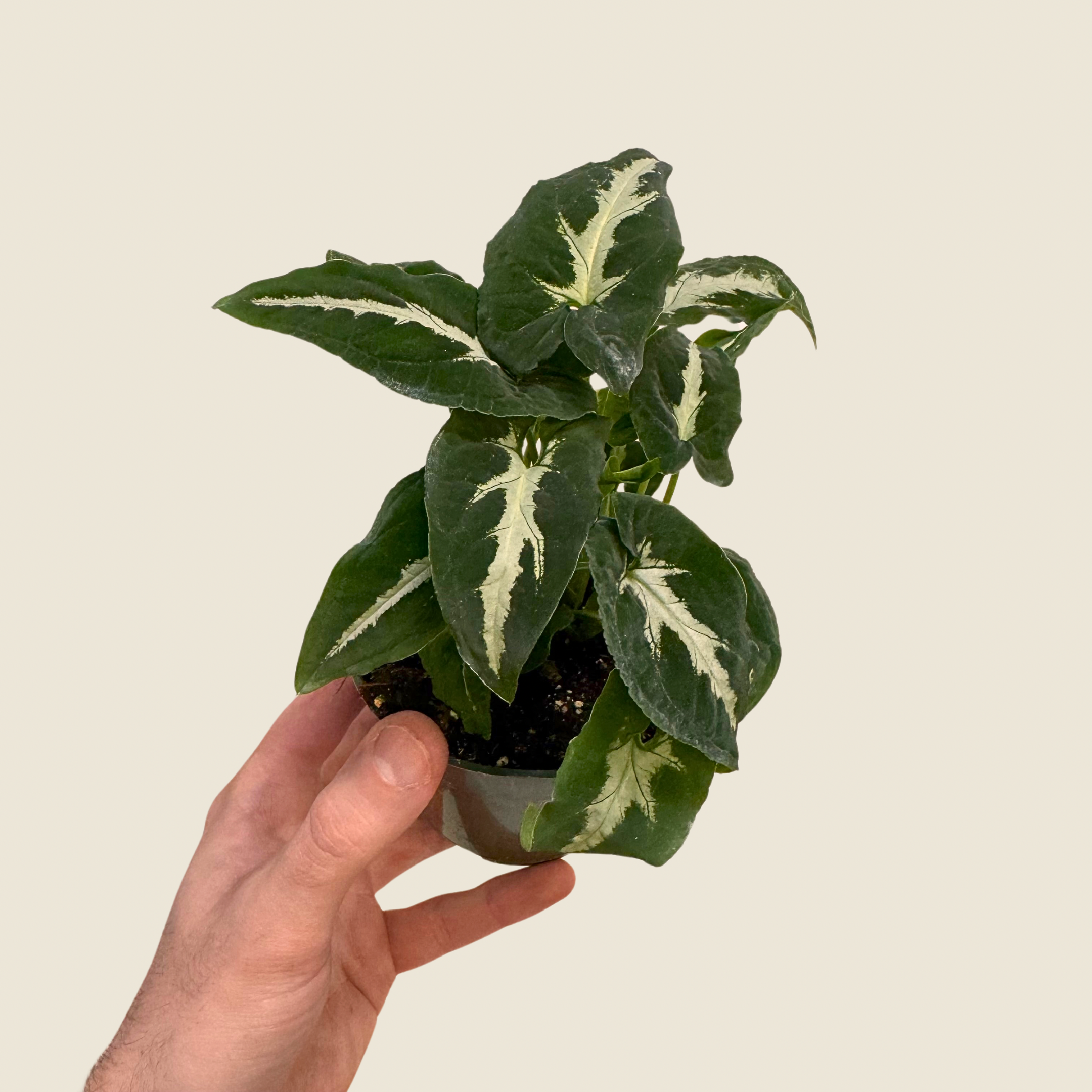 Syngonium Wendlandii Black Velvet