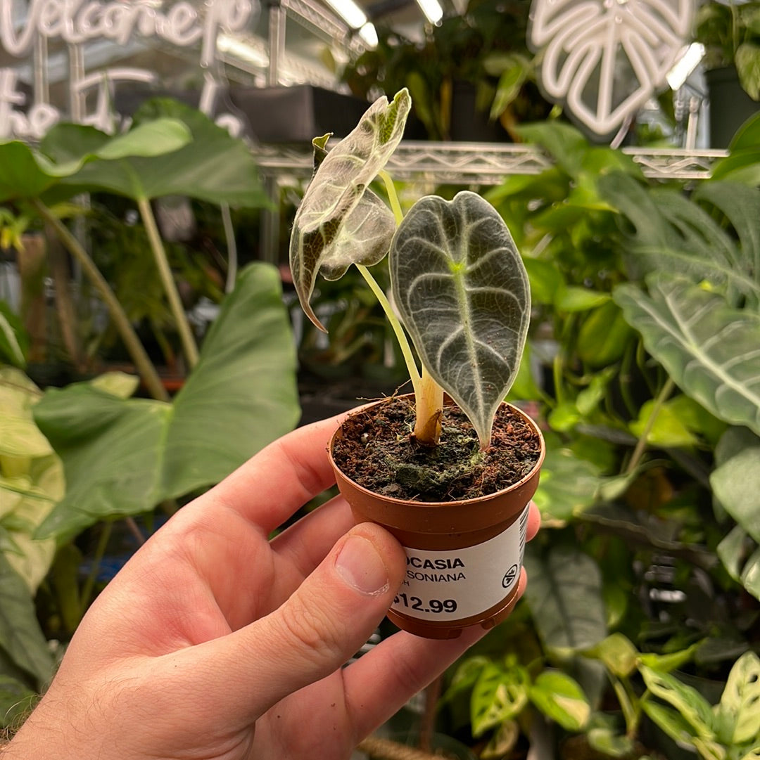 Alocasia Watsoniana
