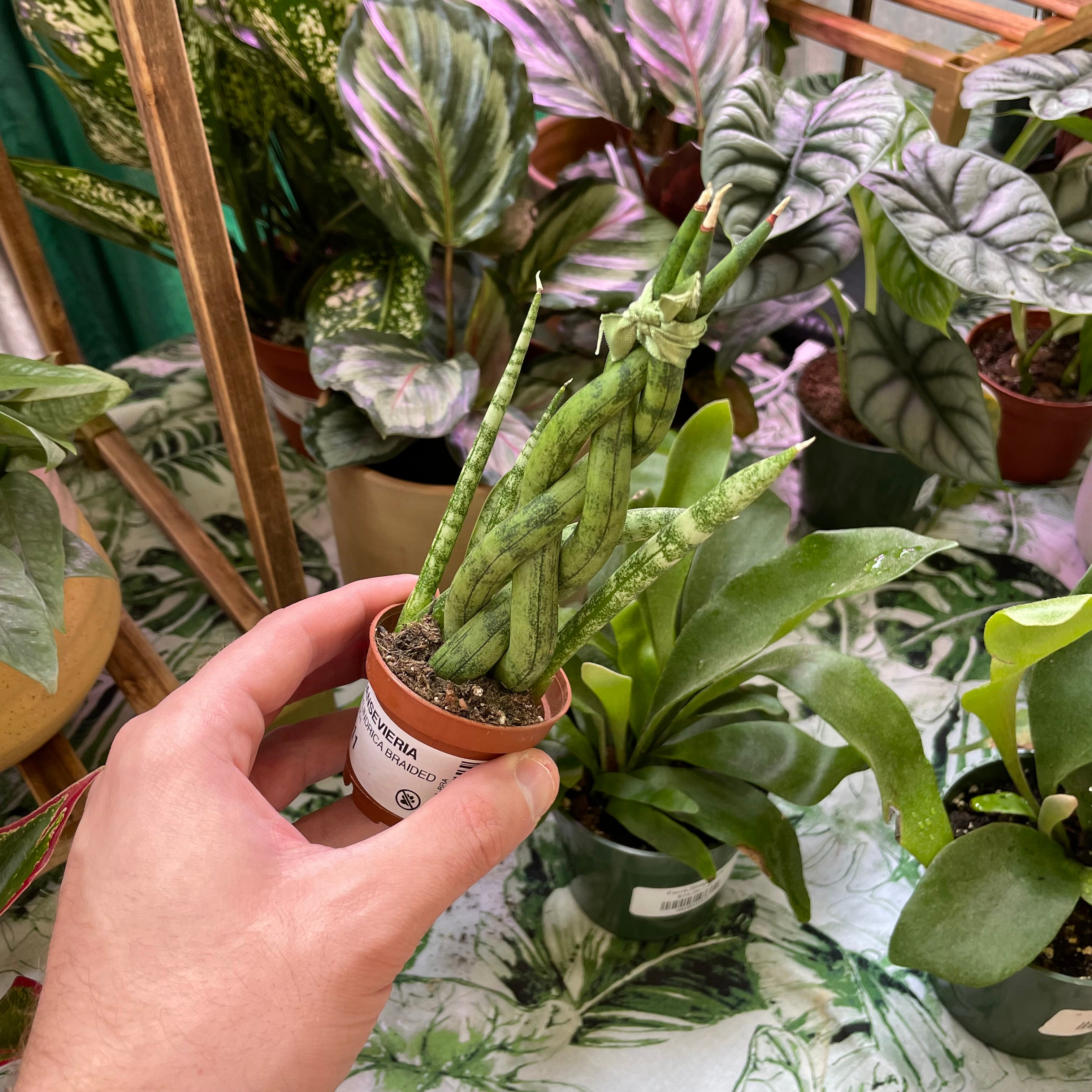 Sansevieria Cylindrica Braided