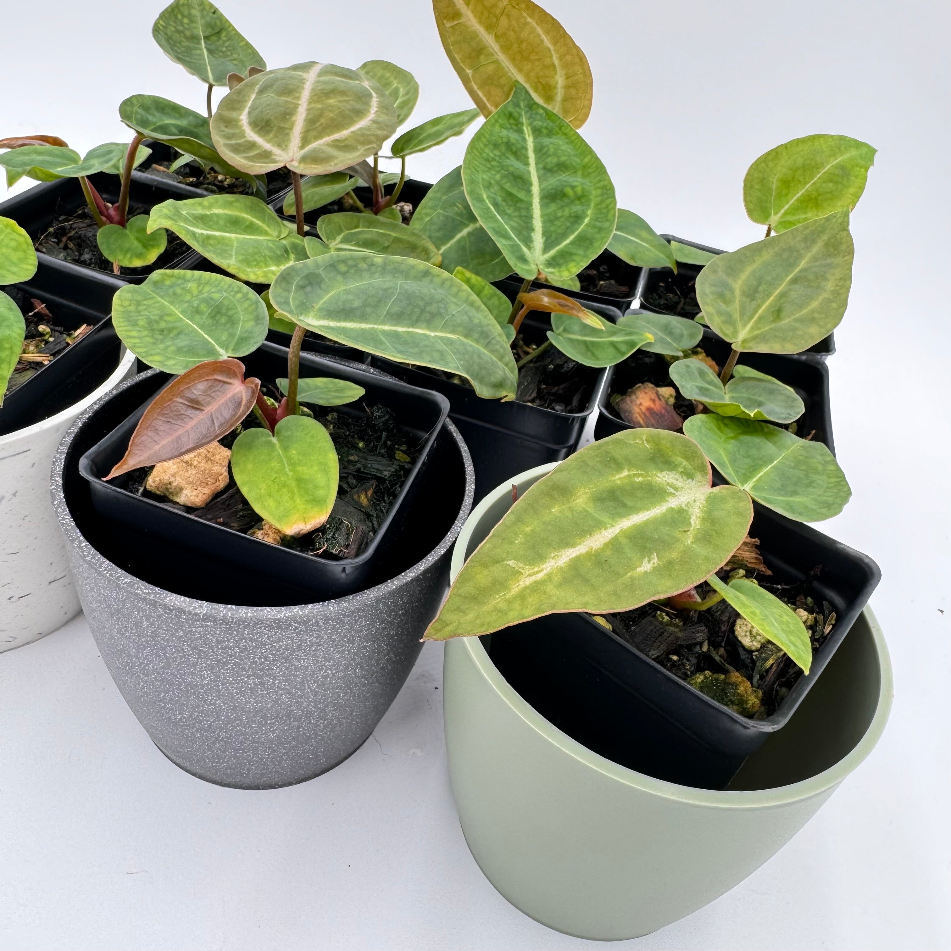 Anthurium Nurse Batch