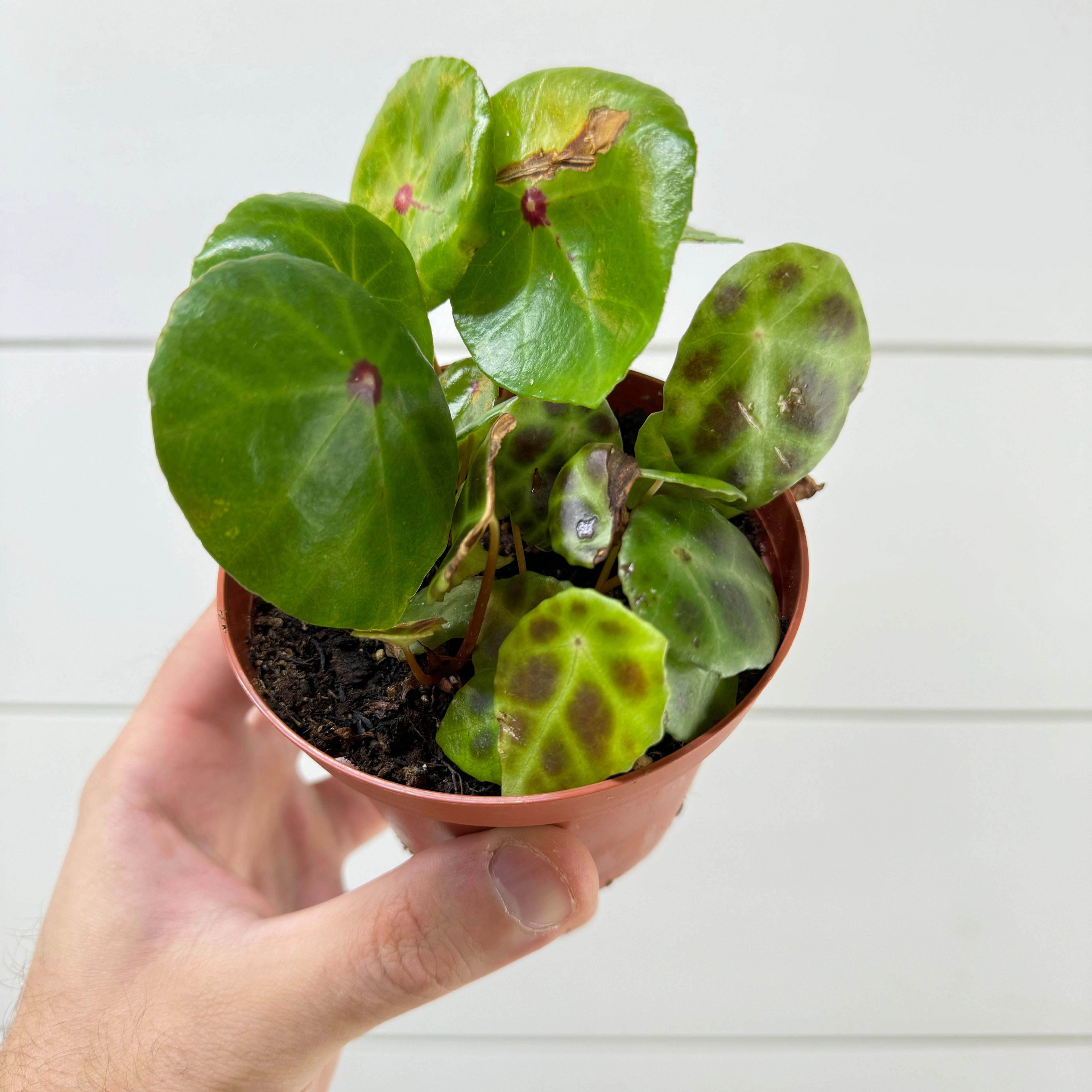 Begonia Conchifolia & Kingiana