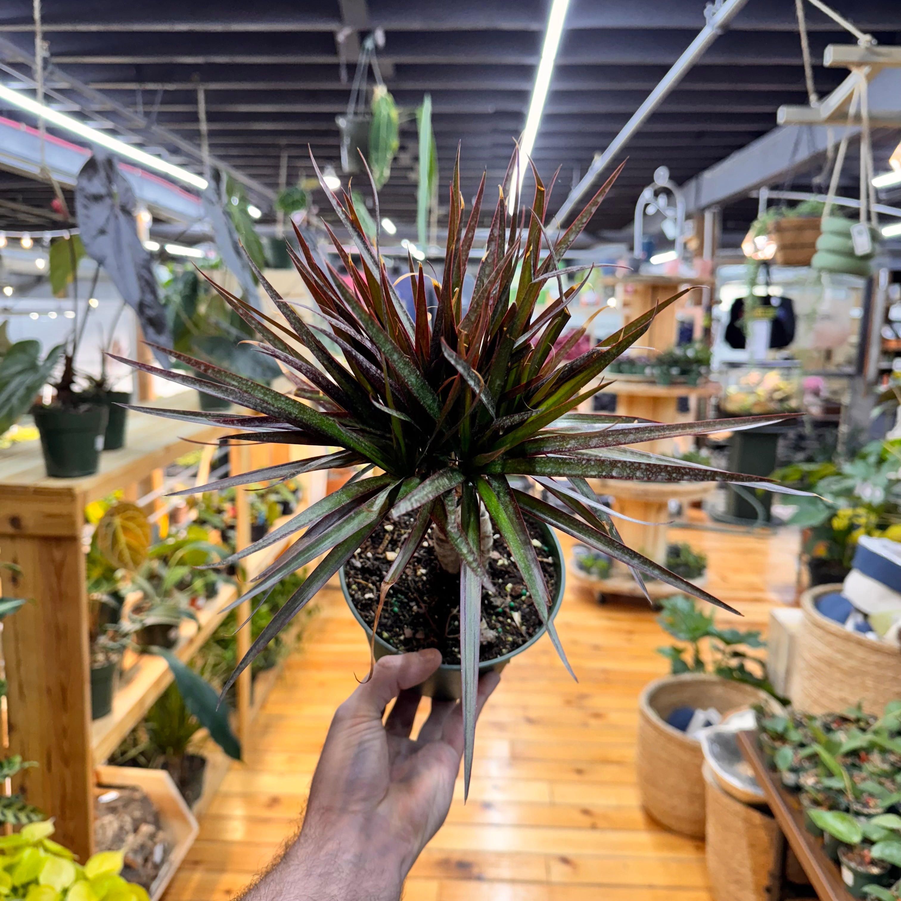 Dracaena Marginata &