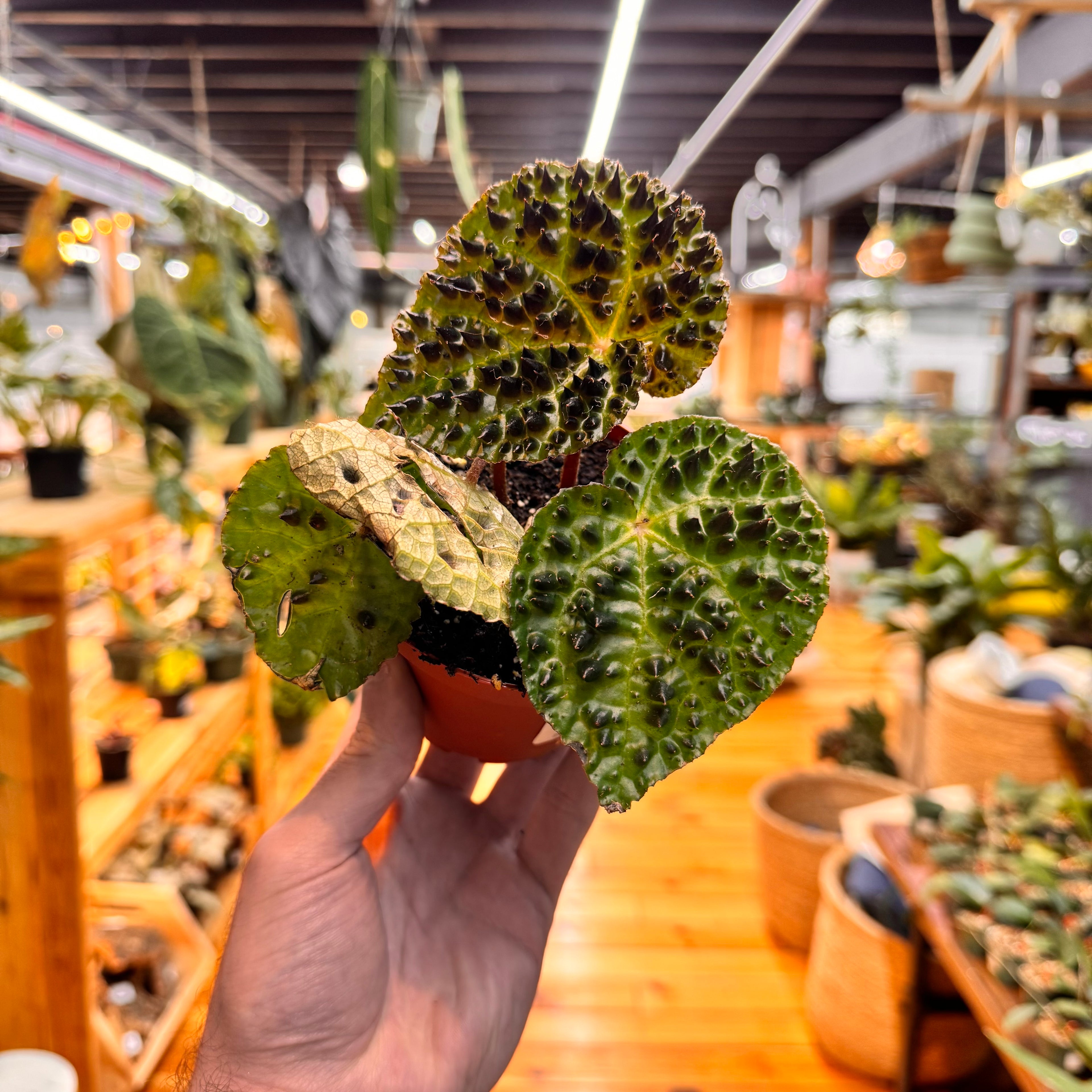 Begonia Ferox