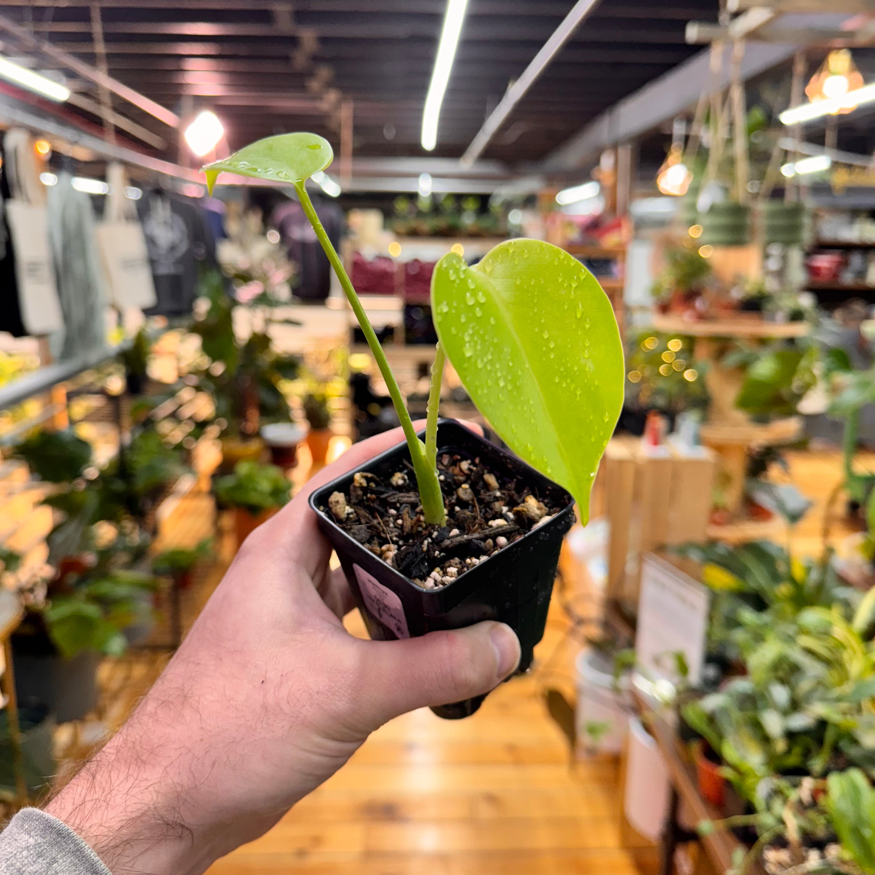 Monstera Deliciosa