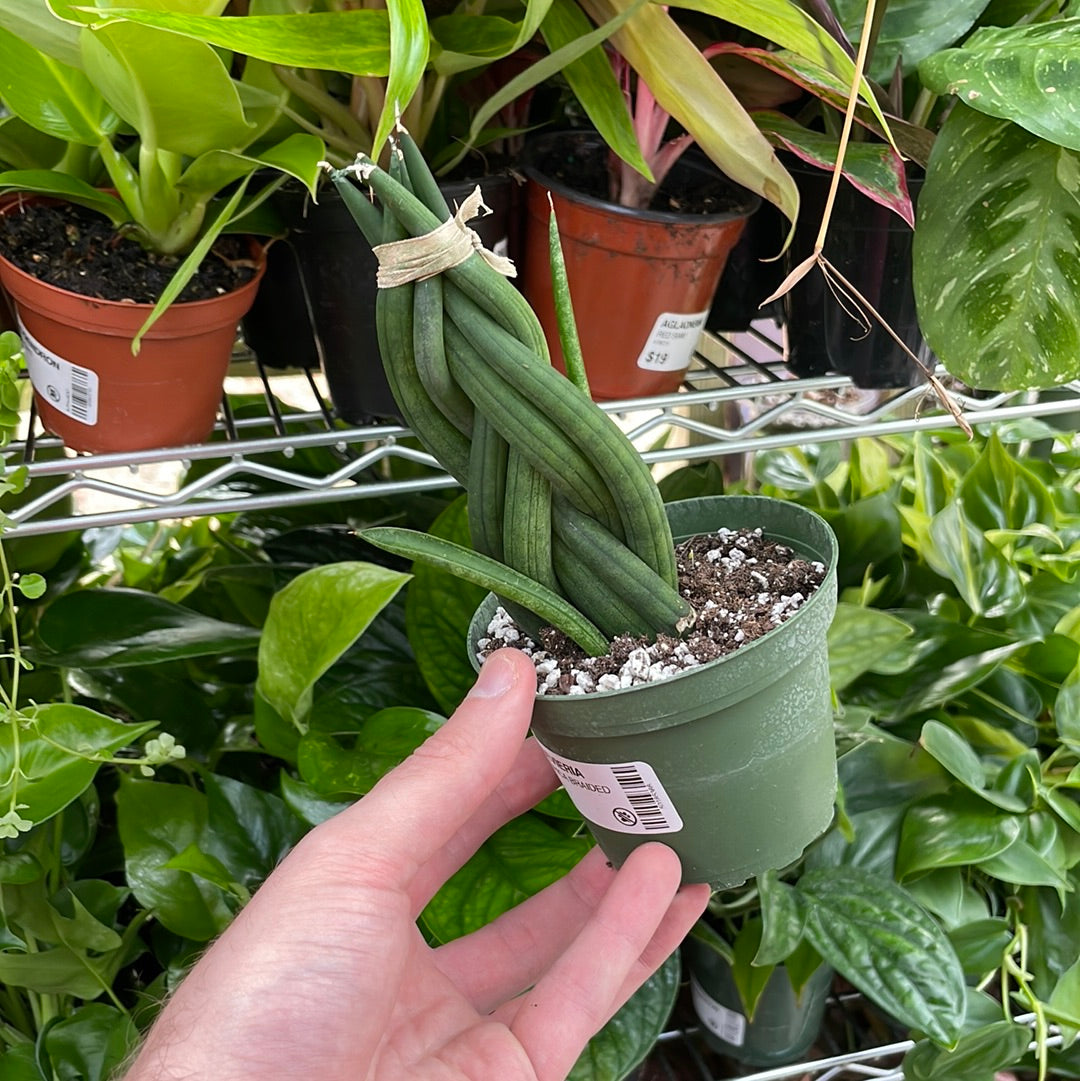 Sansevieria Cylindrica Braided