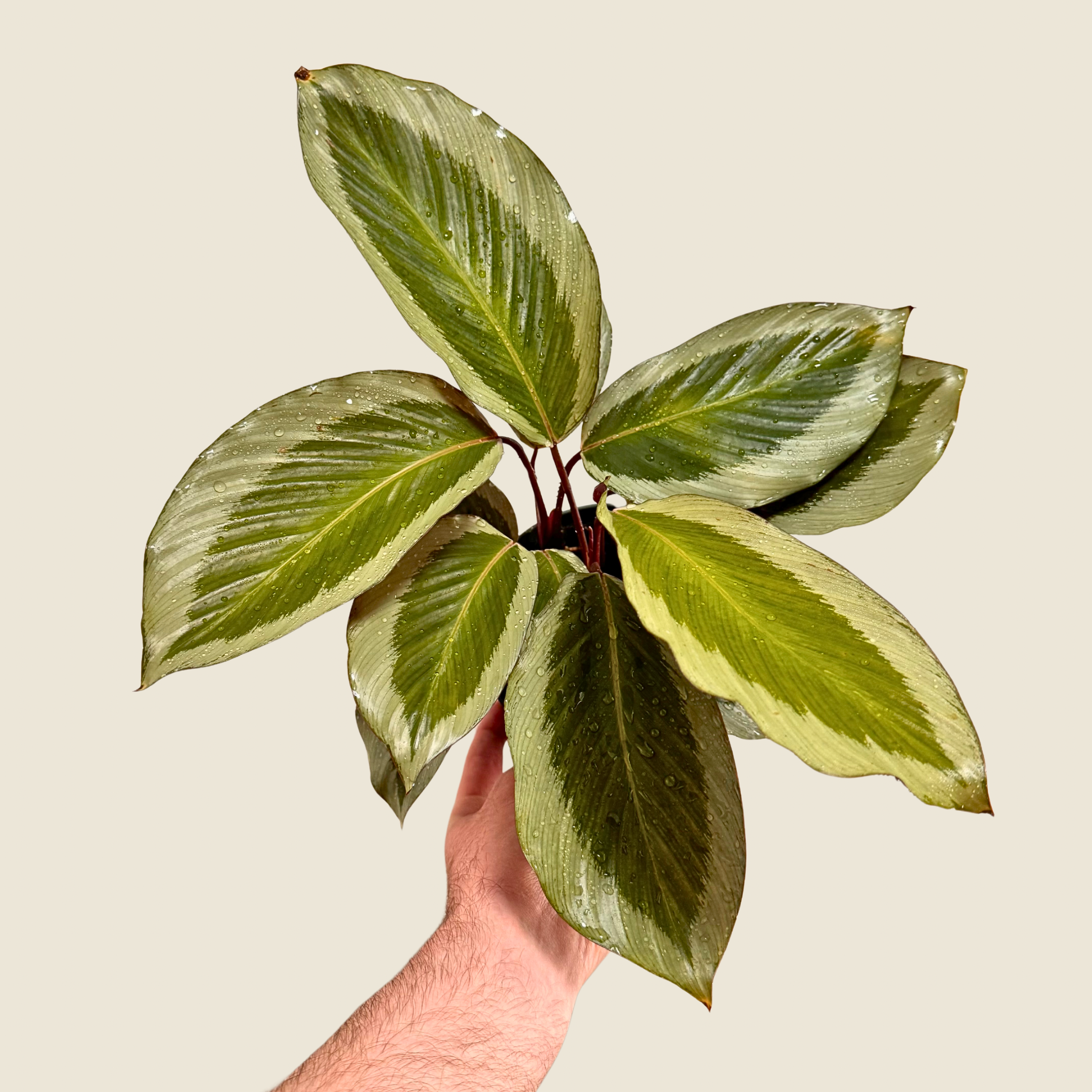 Calathea Holiday