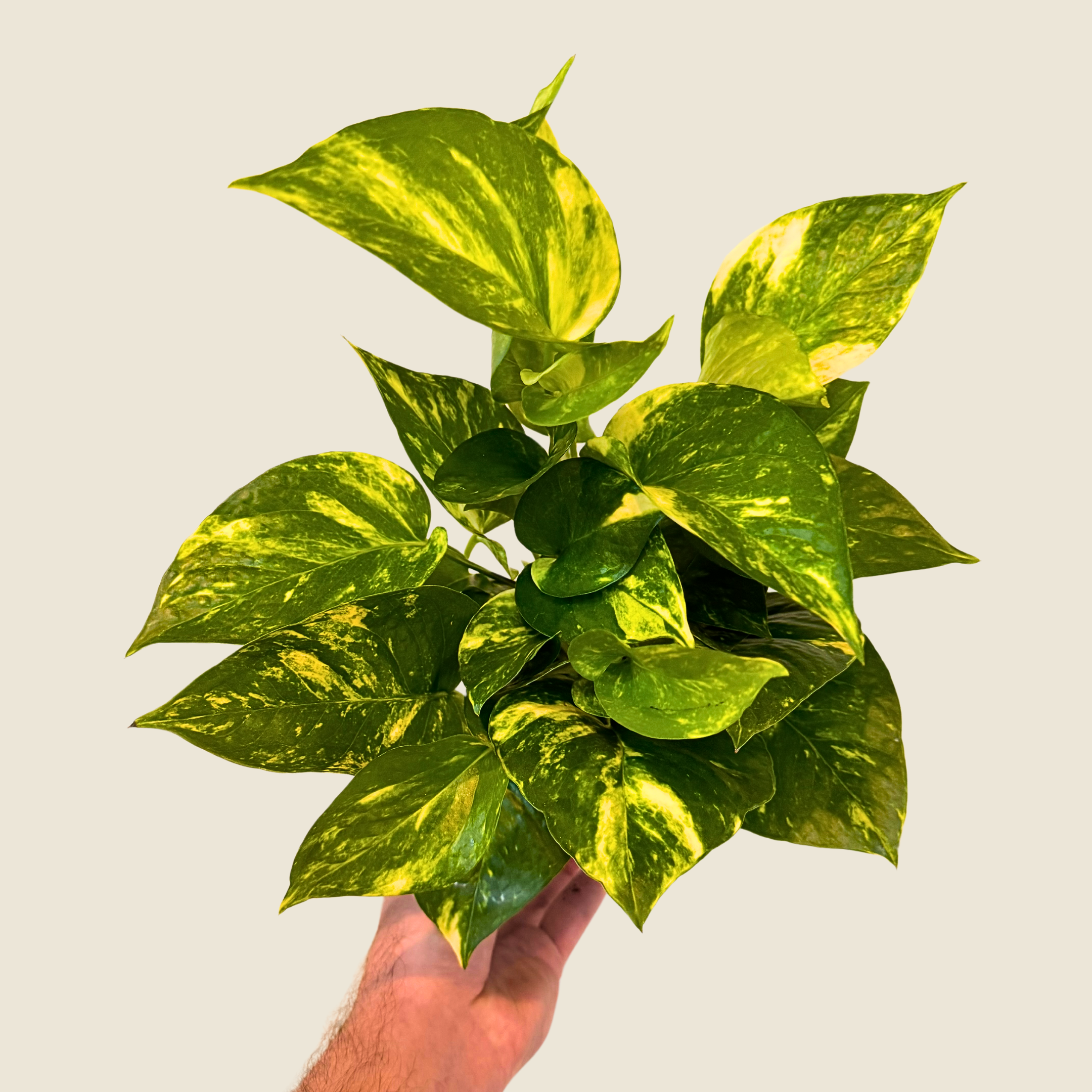 4" Pothos Hawaiian