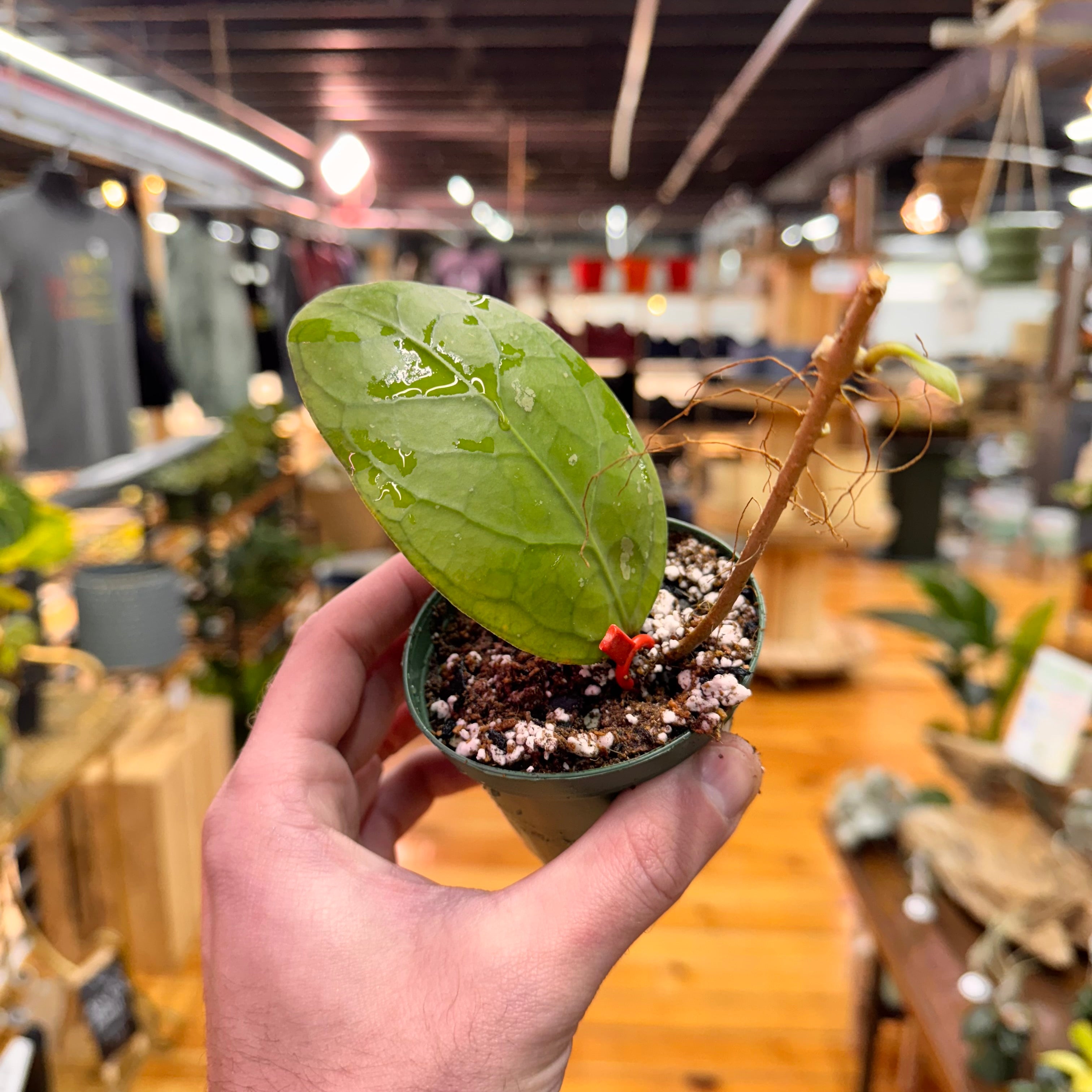 Hoya sp. Tanggamus &