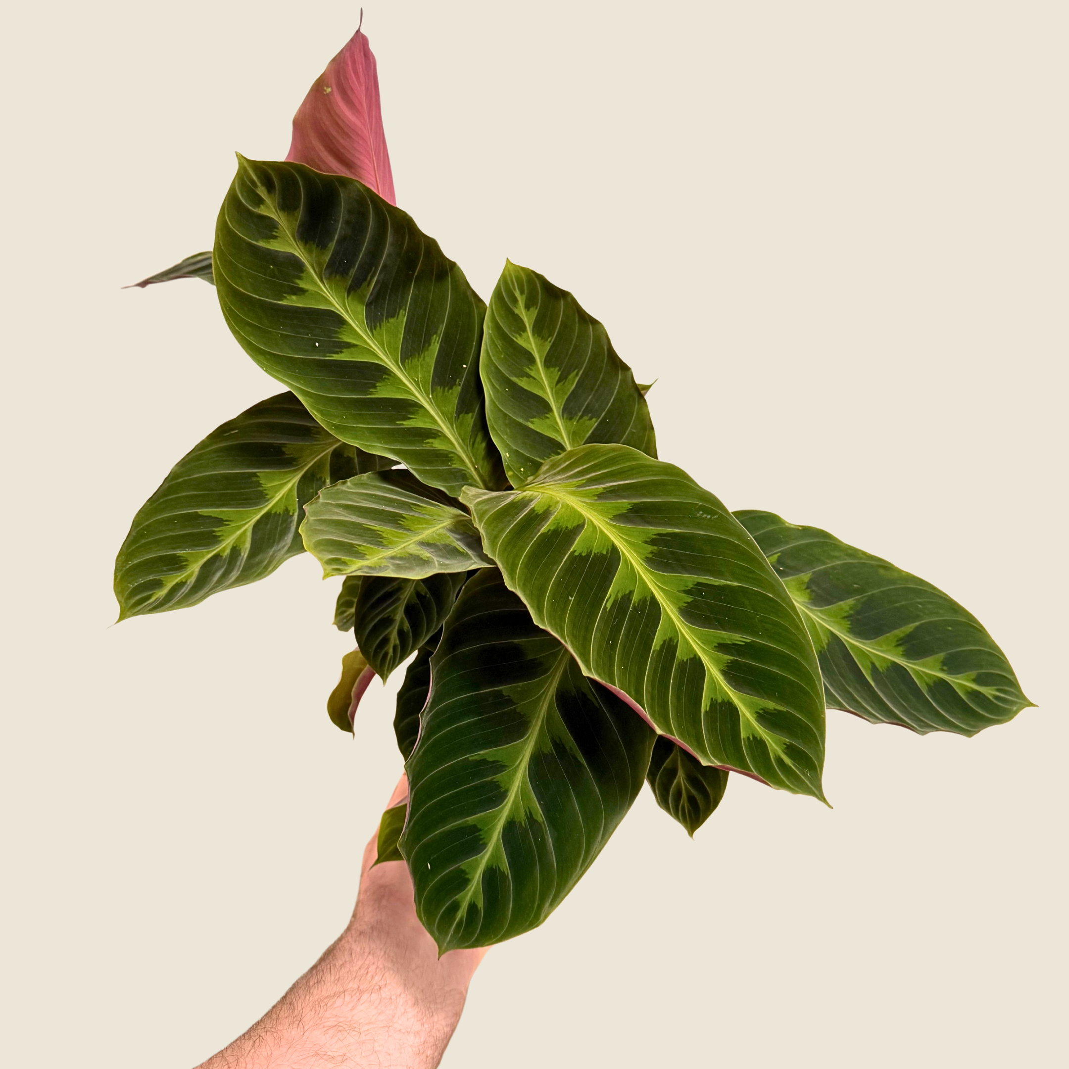 Calathea Warscewiczii