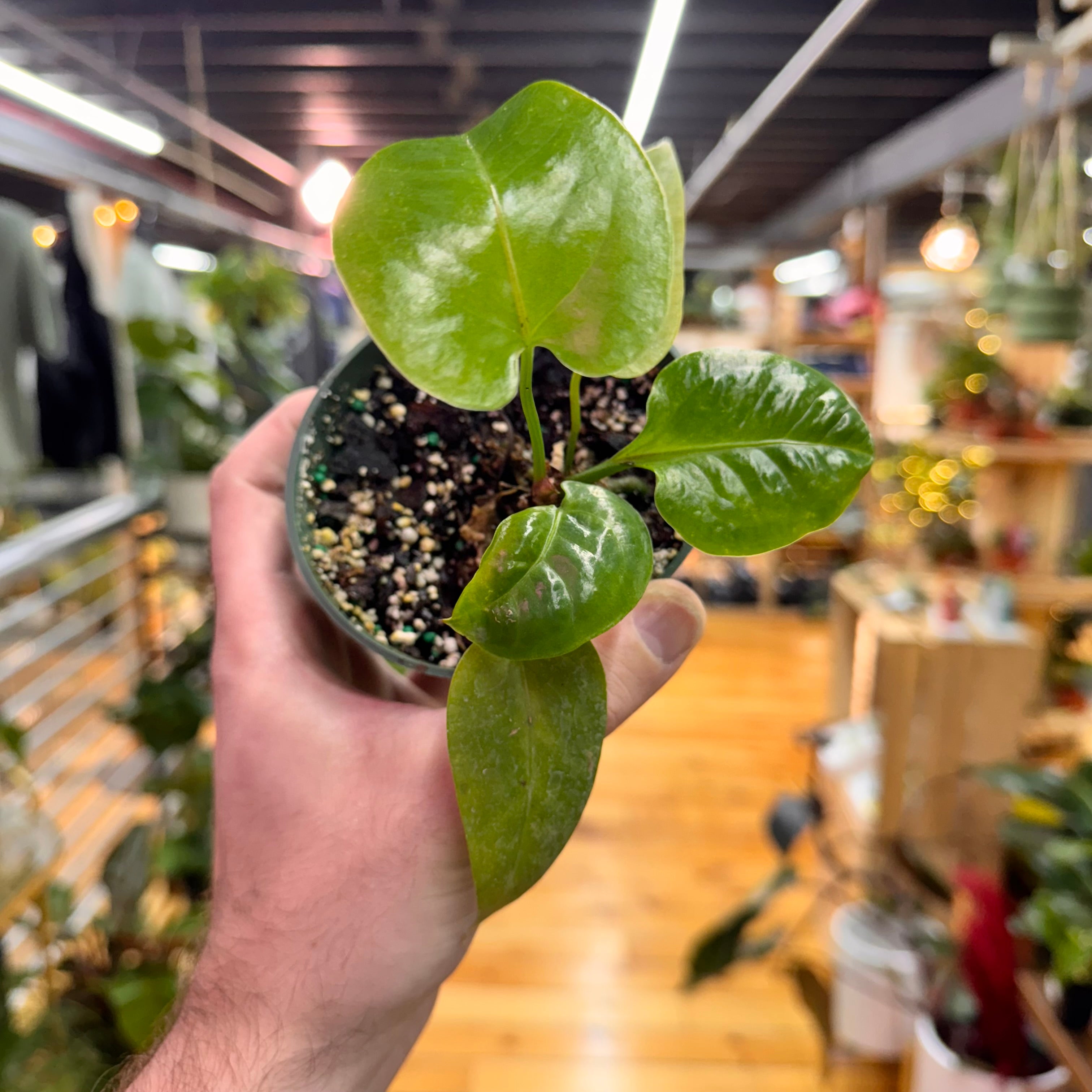 Anthurium Billfolius Rex