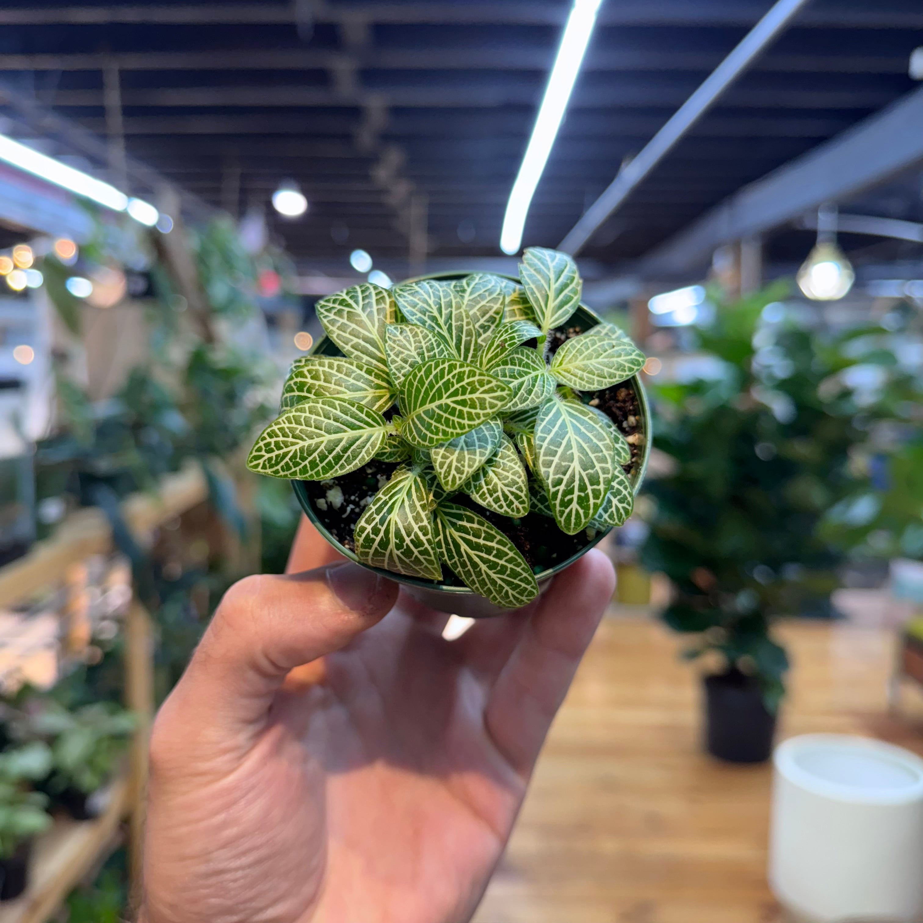 Hand holding a small potted plant with green leaves in an indoor setting