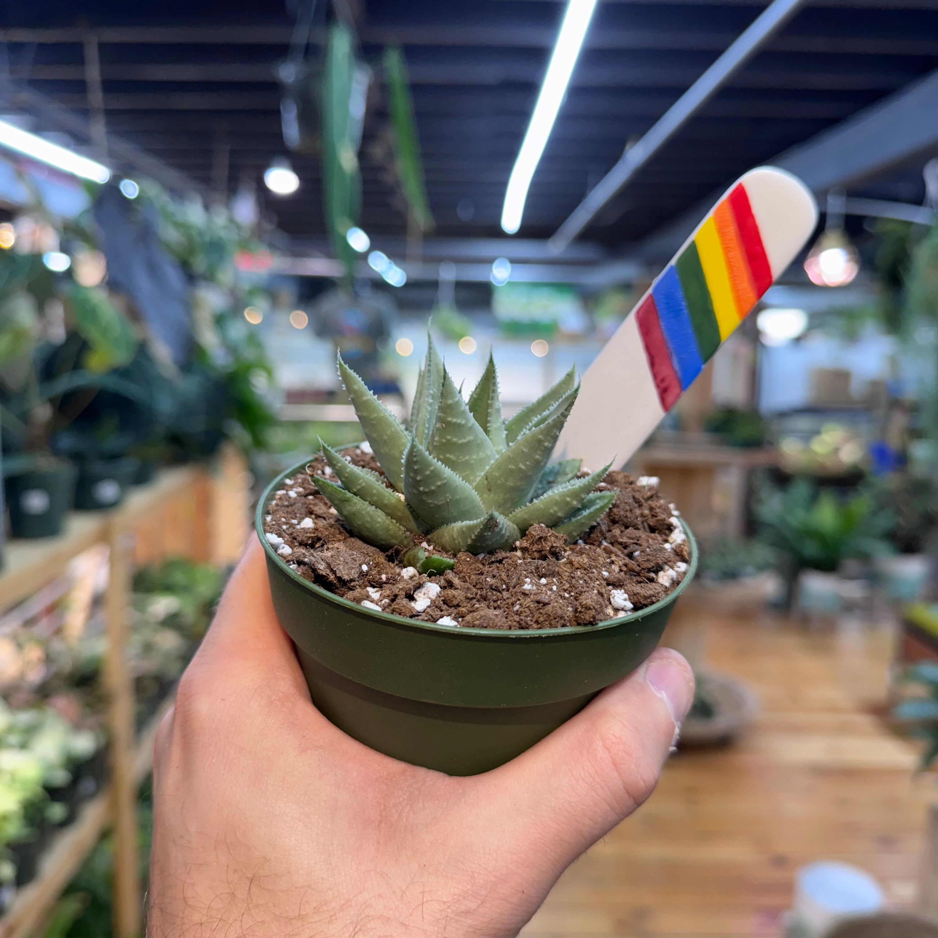 Gasteraloe &