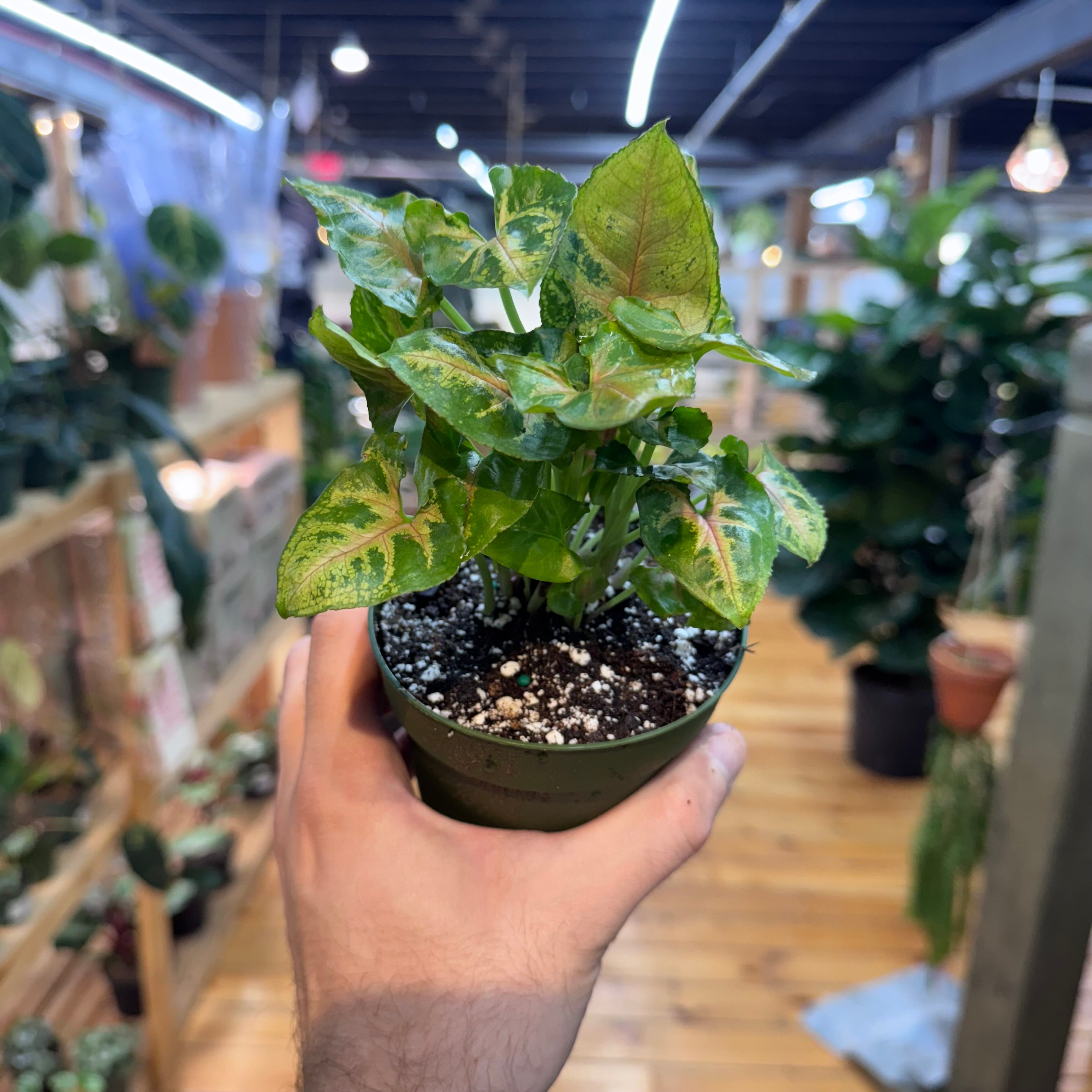 Syngonium Maria Allusion