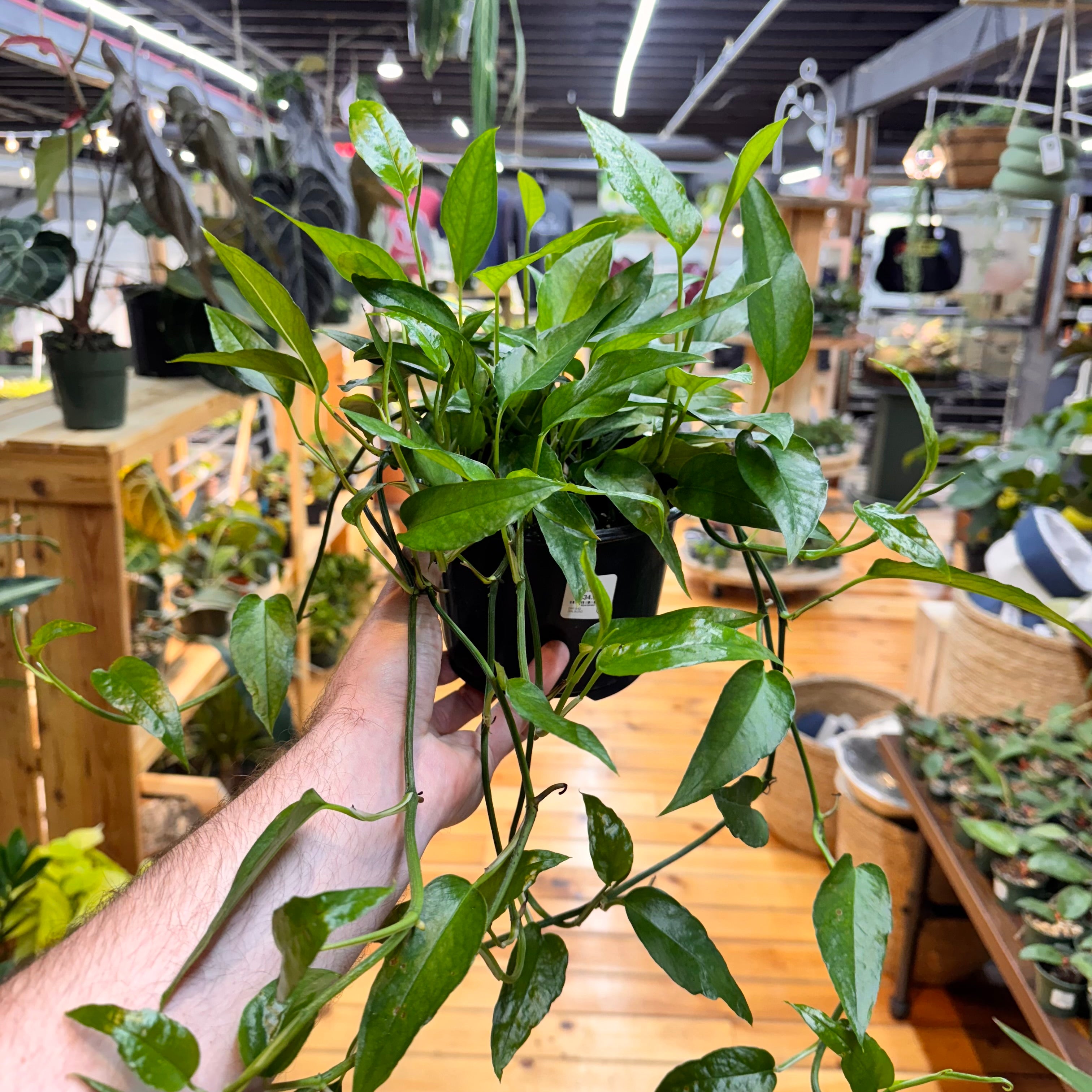 Pothos Skeleton Key