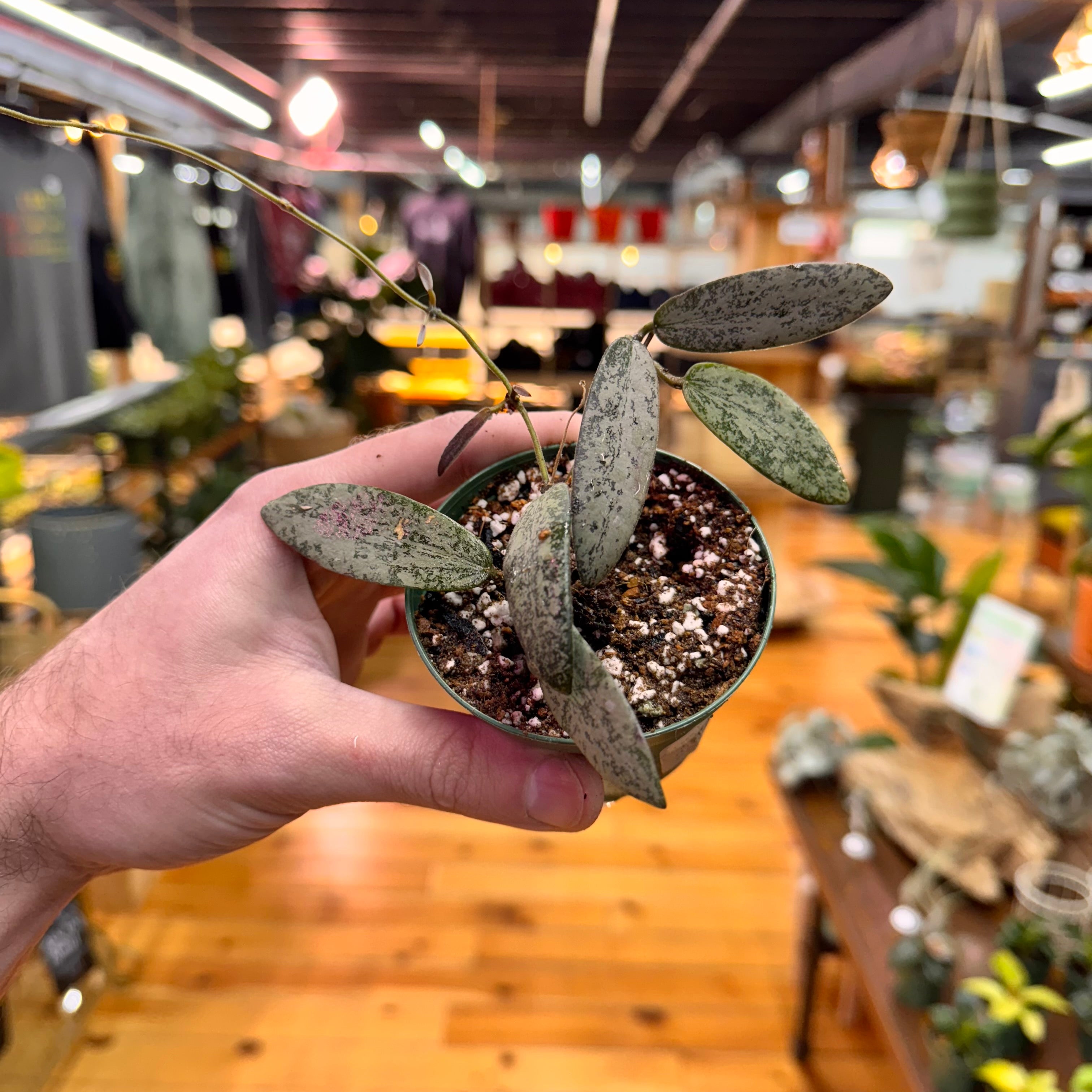 Hoya Sigillatis &