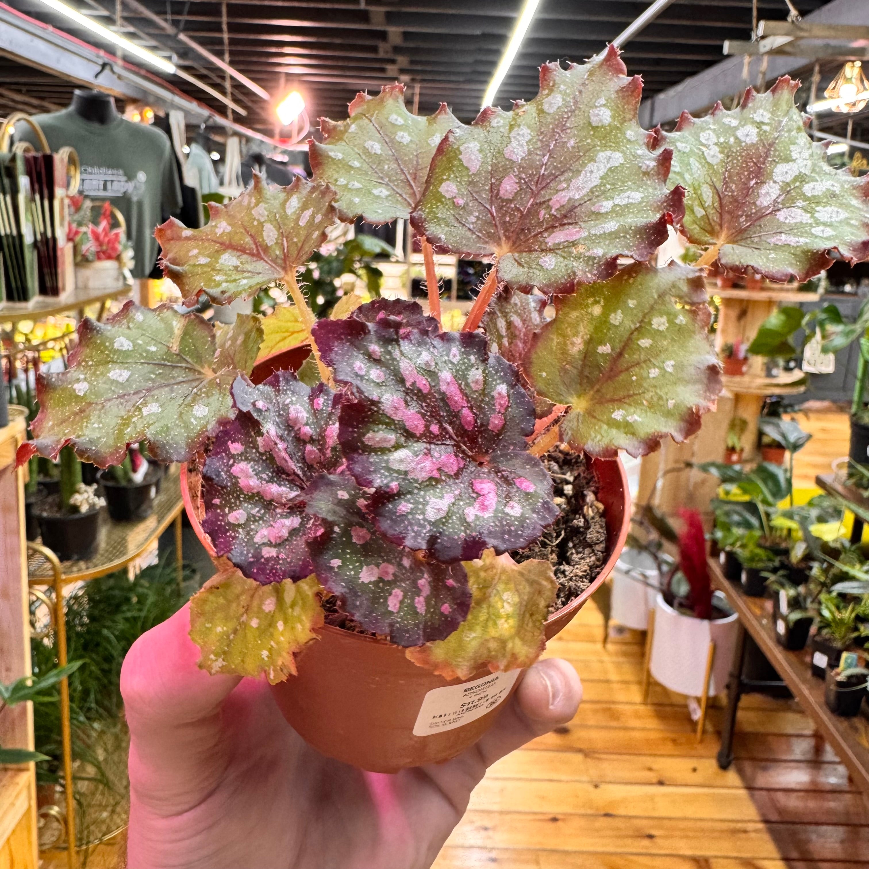 Begonia Stained Glass
