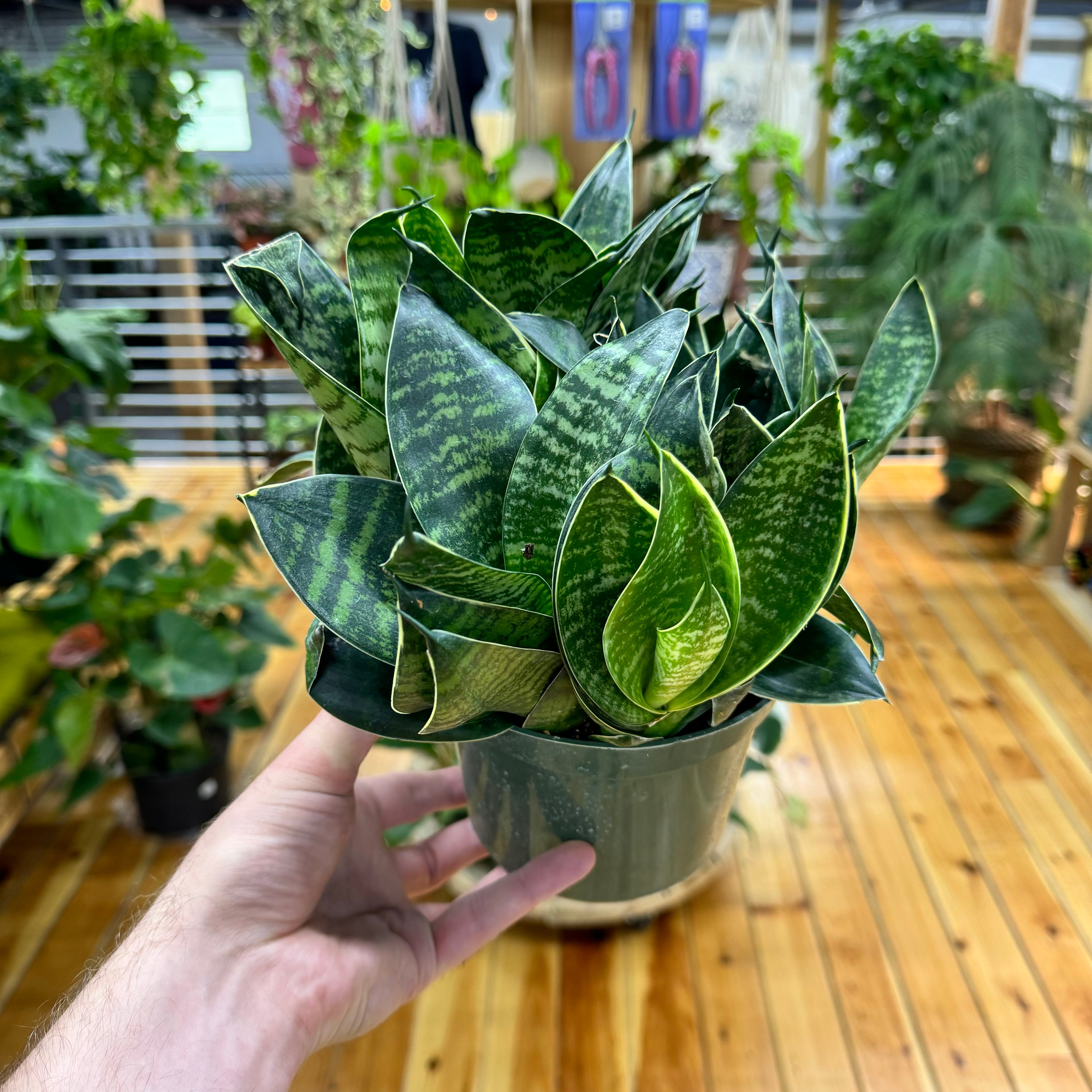 Sansevieria Forest Star