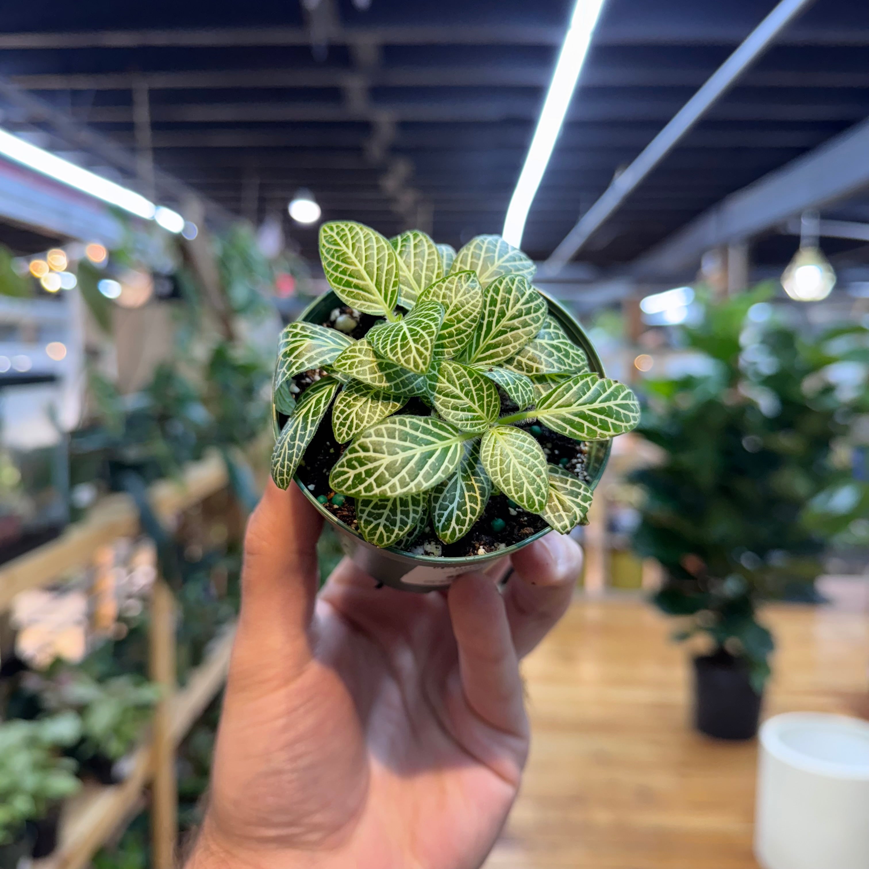 Hand holding a small potted plant with a patterned leaf design in an indoor setting.