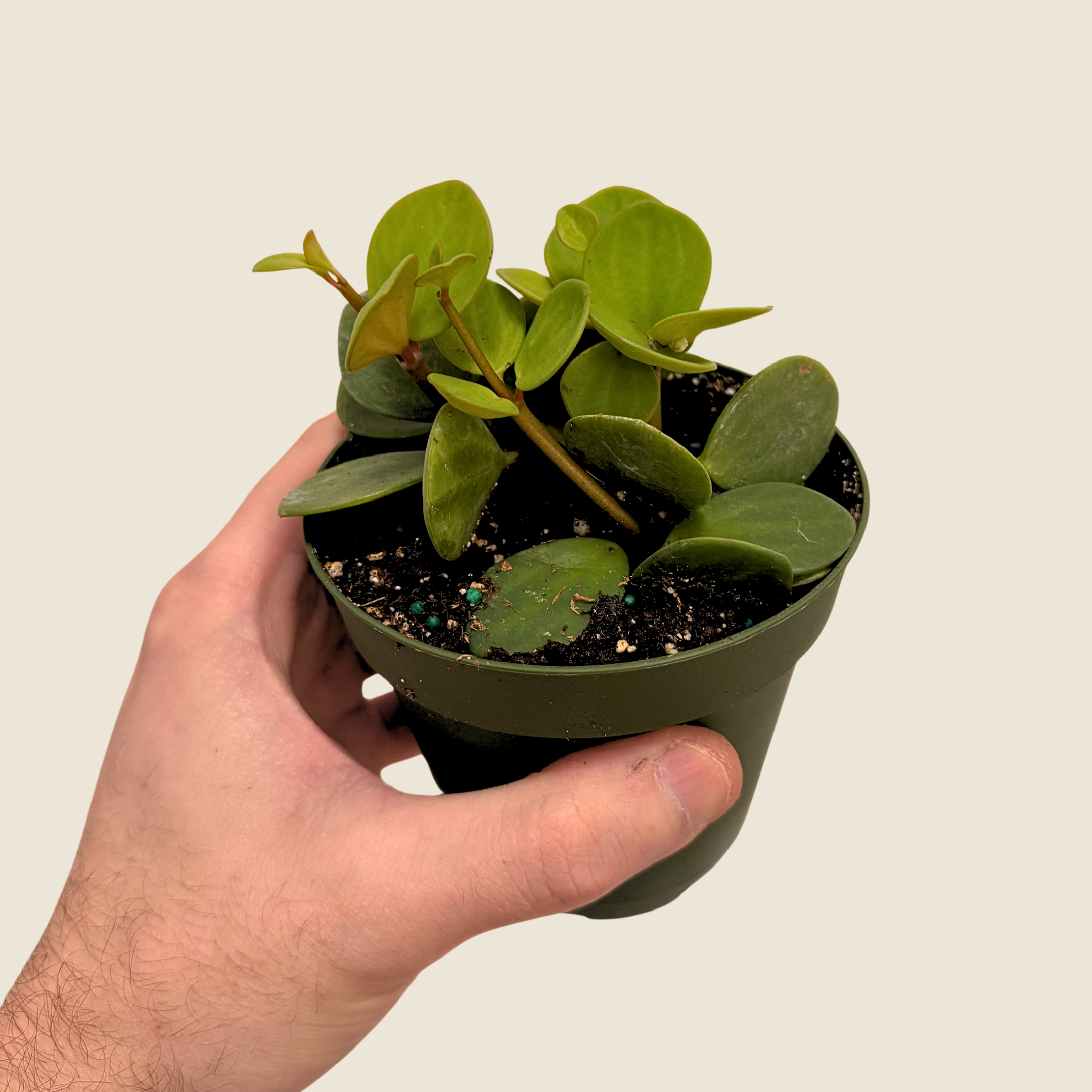 Peperomia Hope