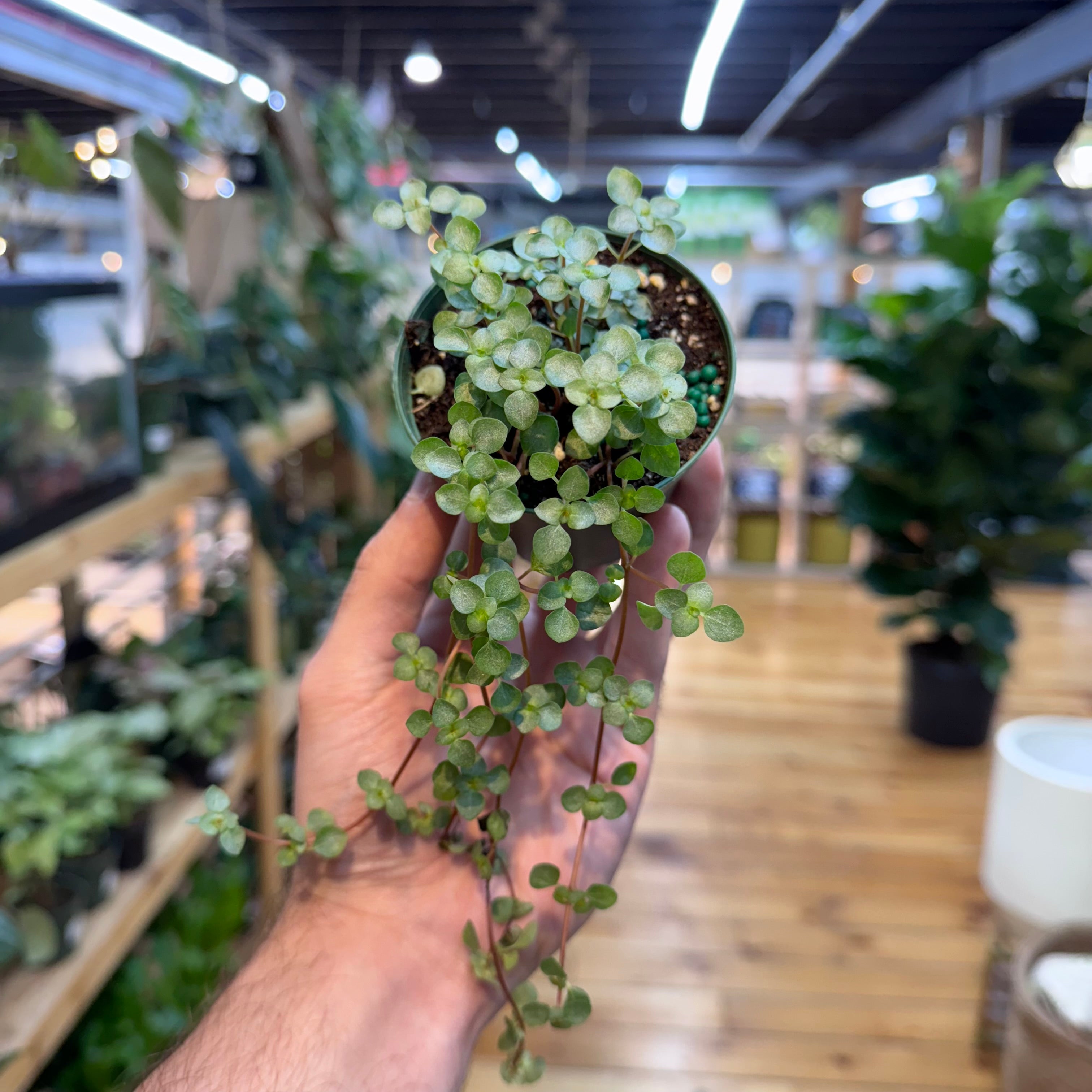 Hand holding a small potted plant in a store setting