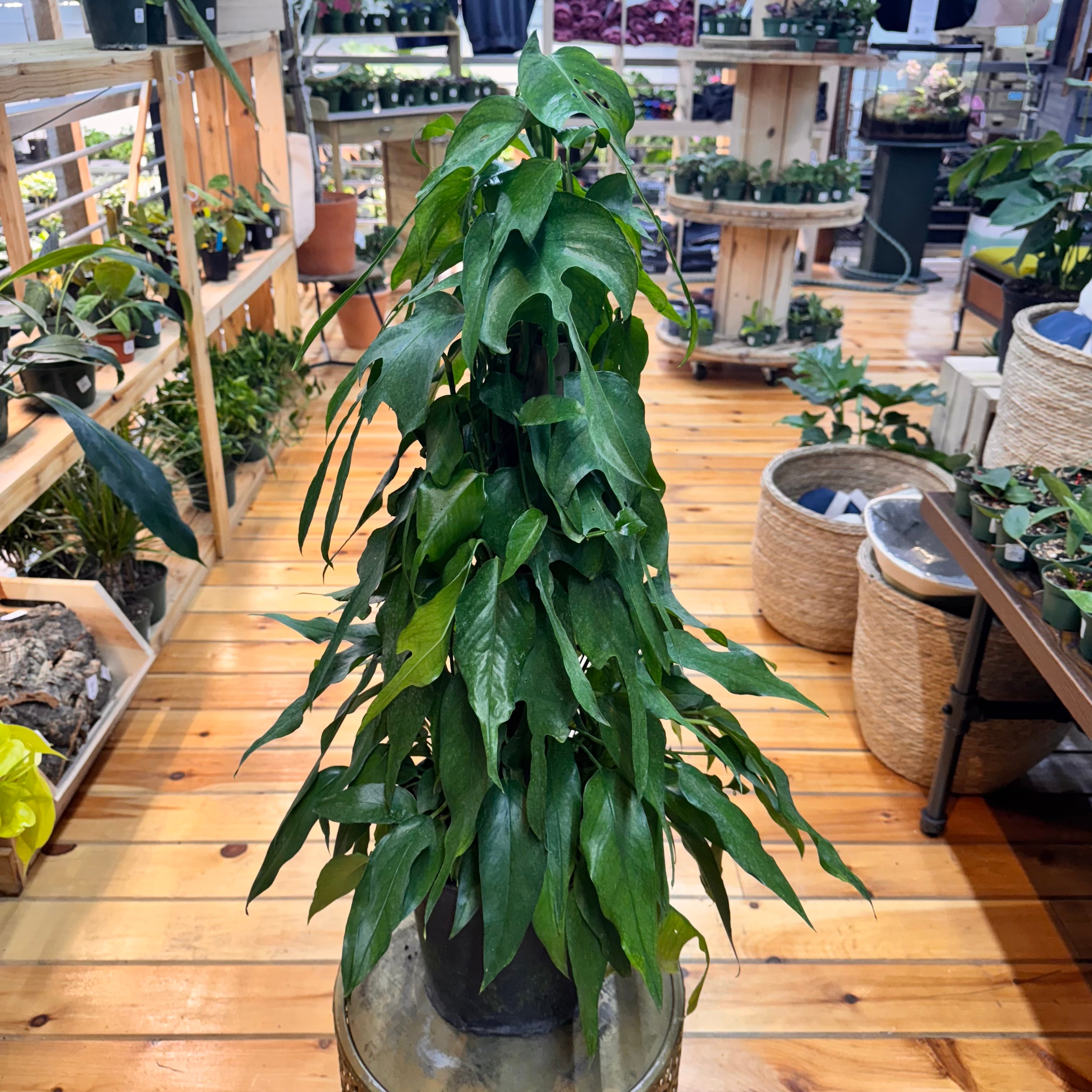 Pothos Skeleton Key