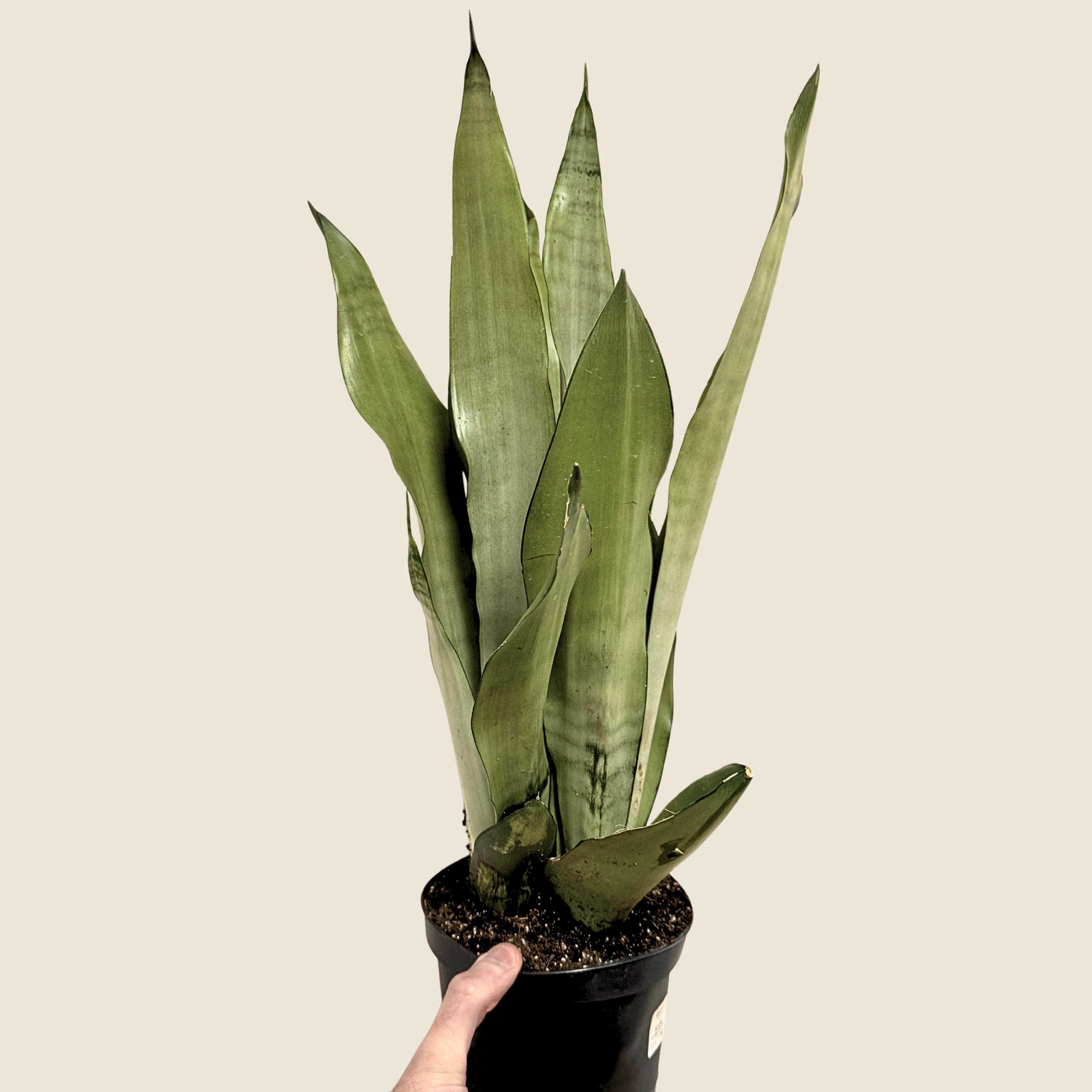 Sansevieria Moonshine