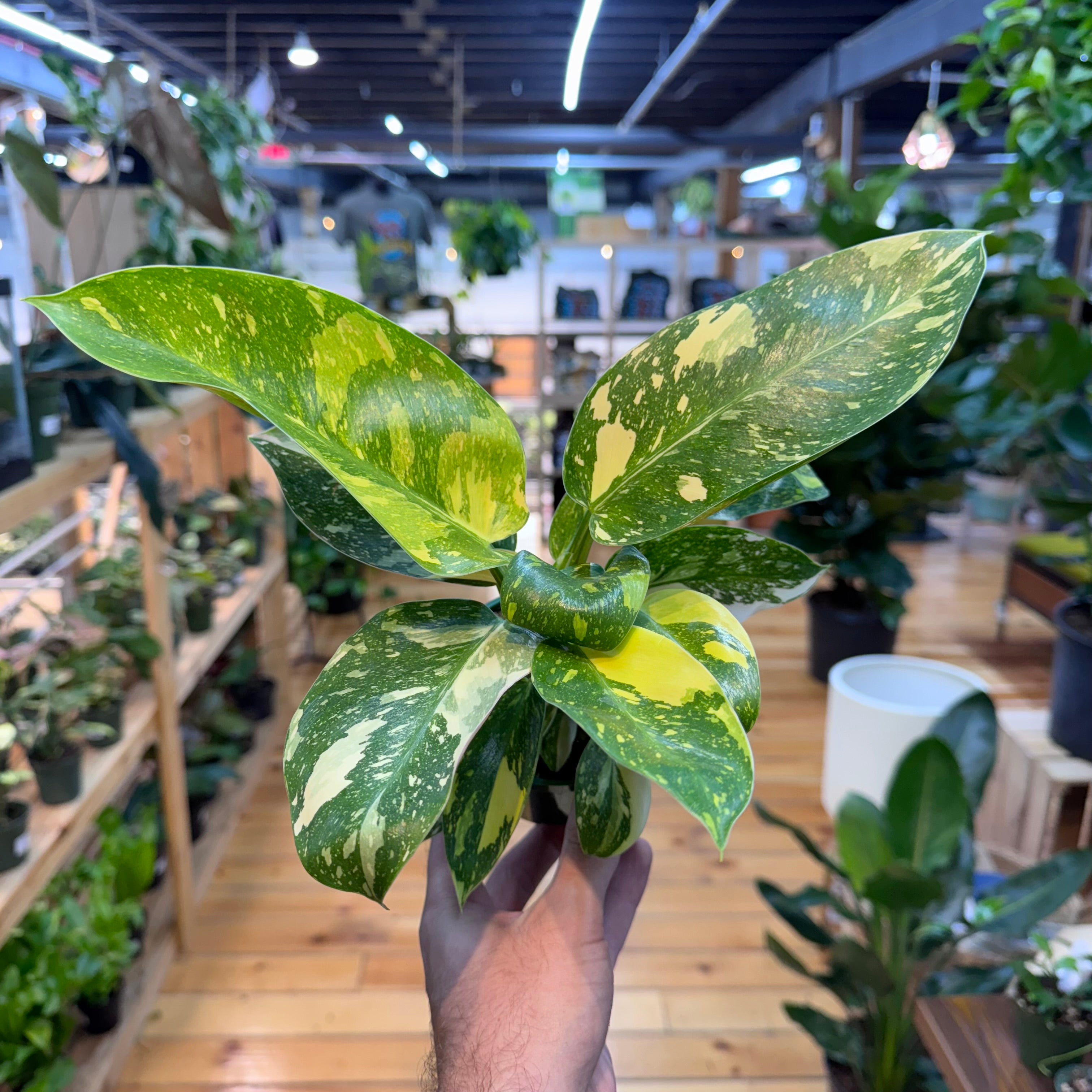 Philodendron Green Congo ‘Copper Flame&
