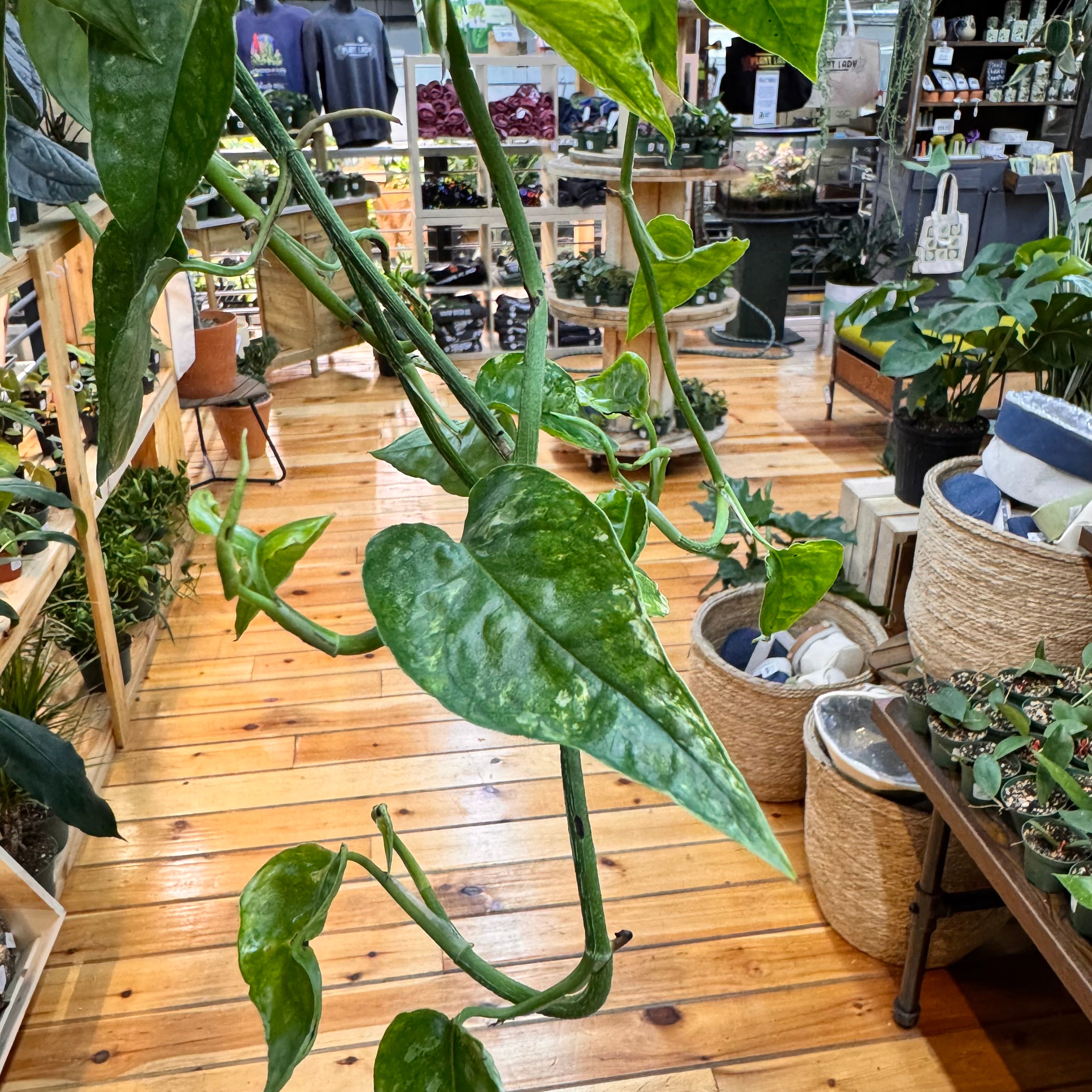 Pothos Cebu Blue &
