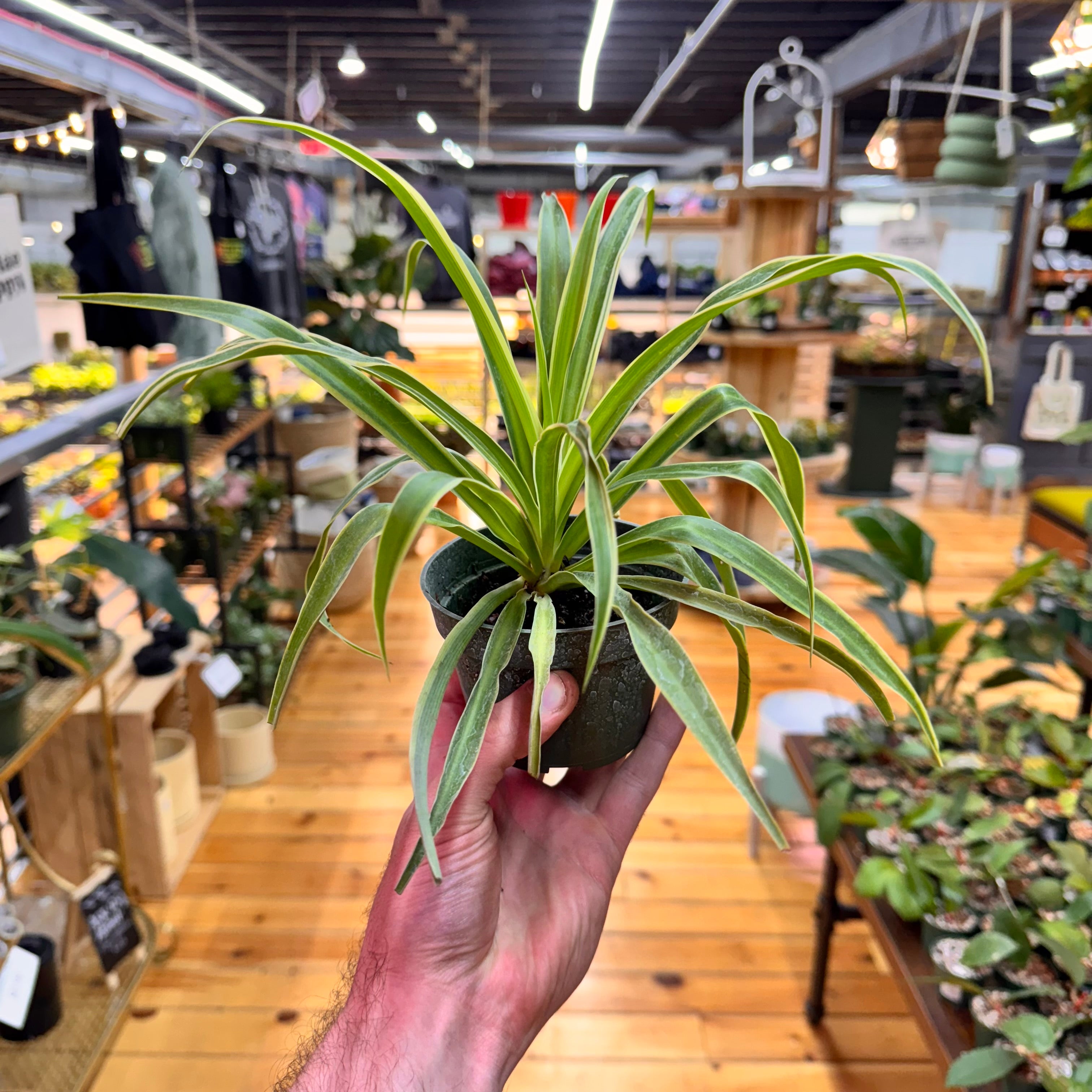 Spider Reverse