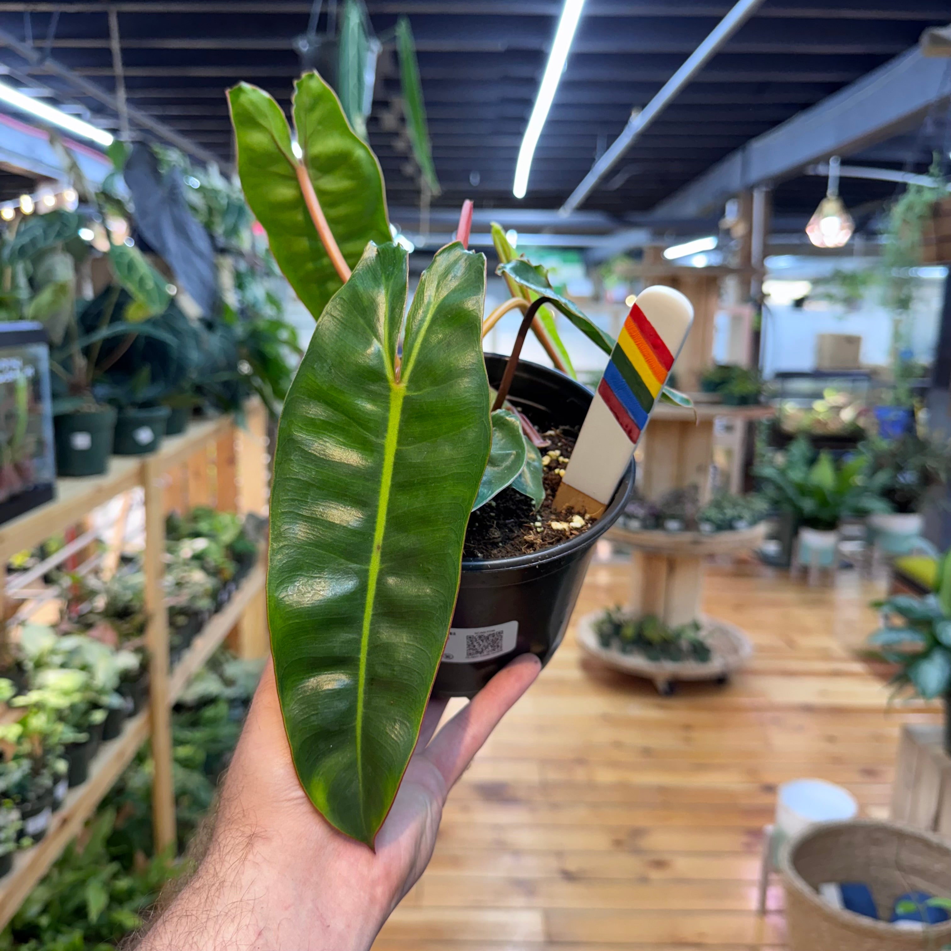 Philodendron Billietiae