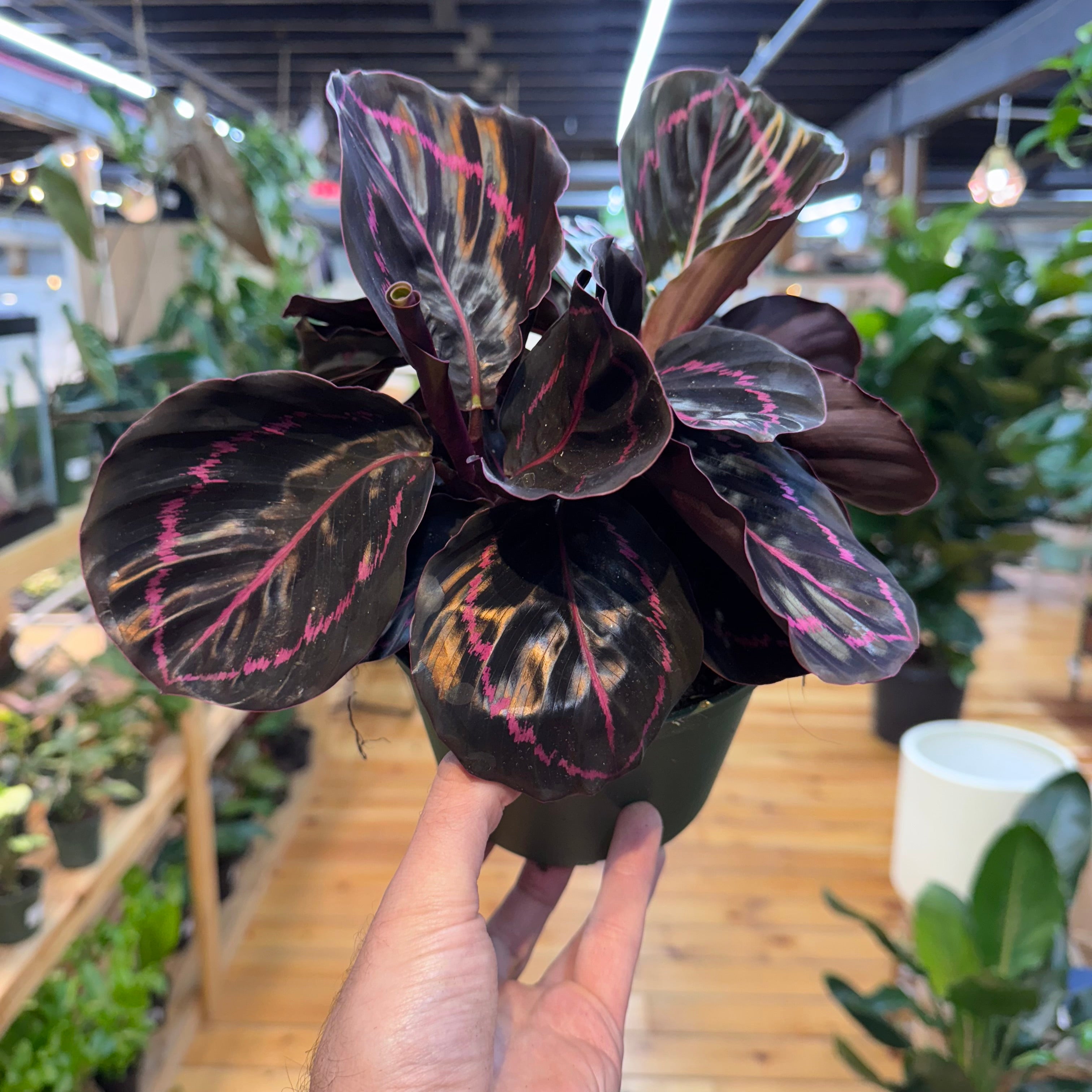Calathea Dottie