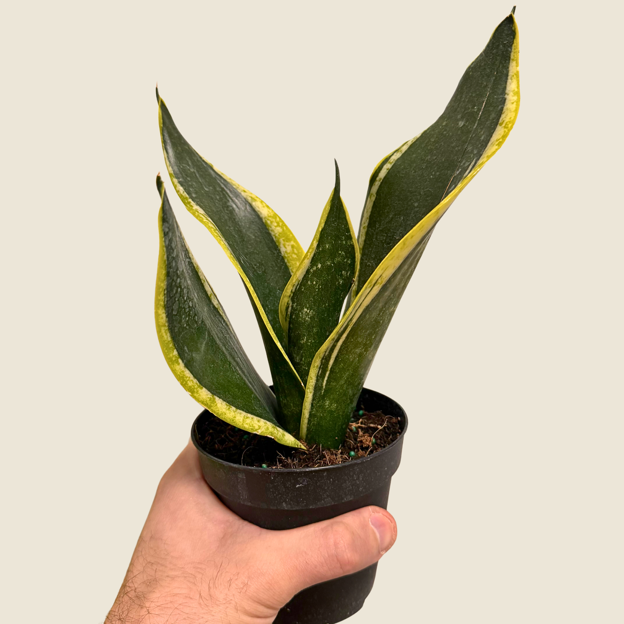 Sansevieria Black Gold