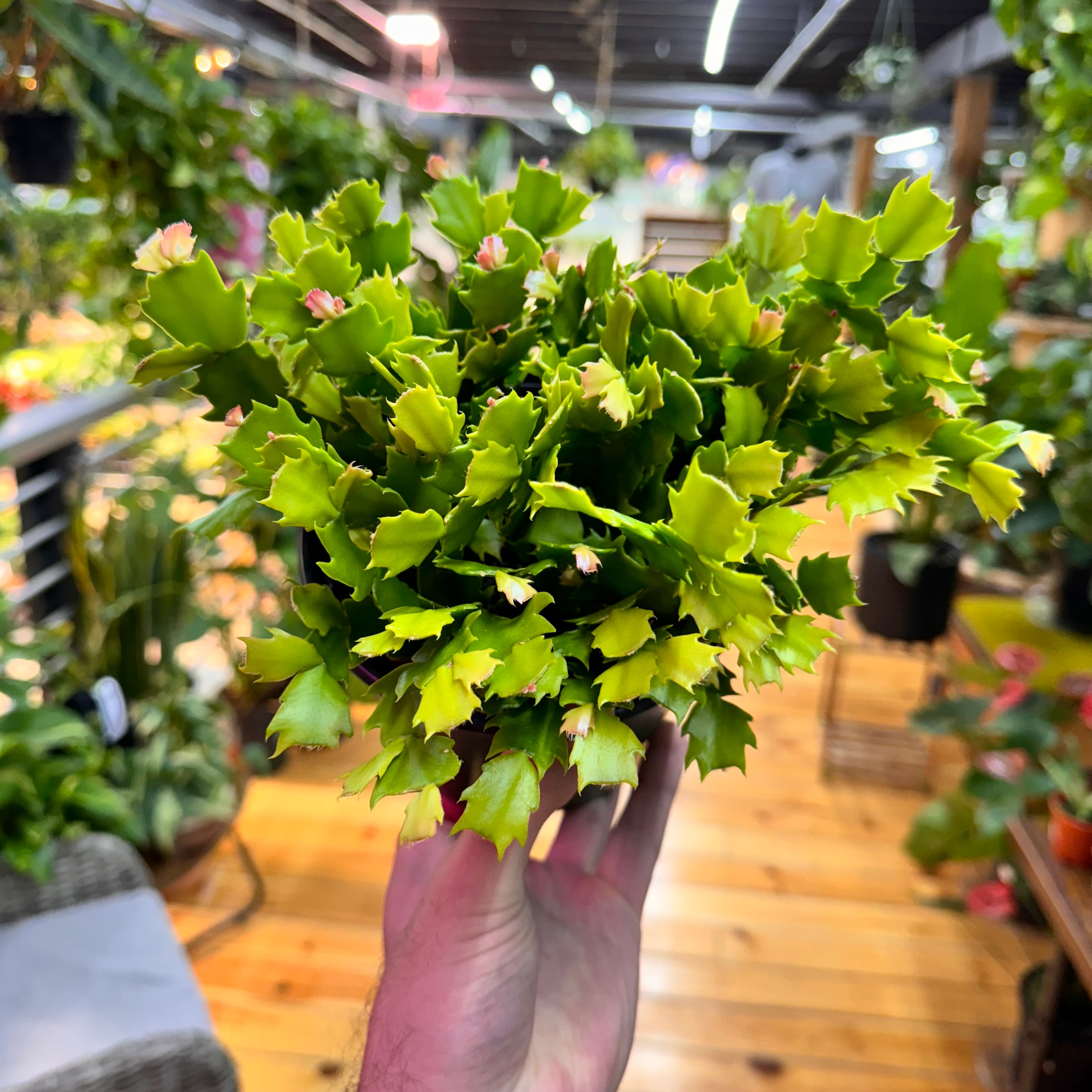 Schlumbergera Holiday Cactus