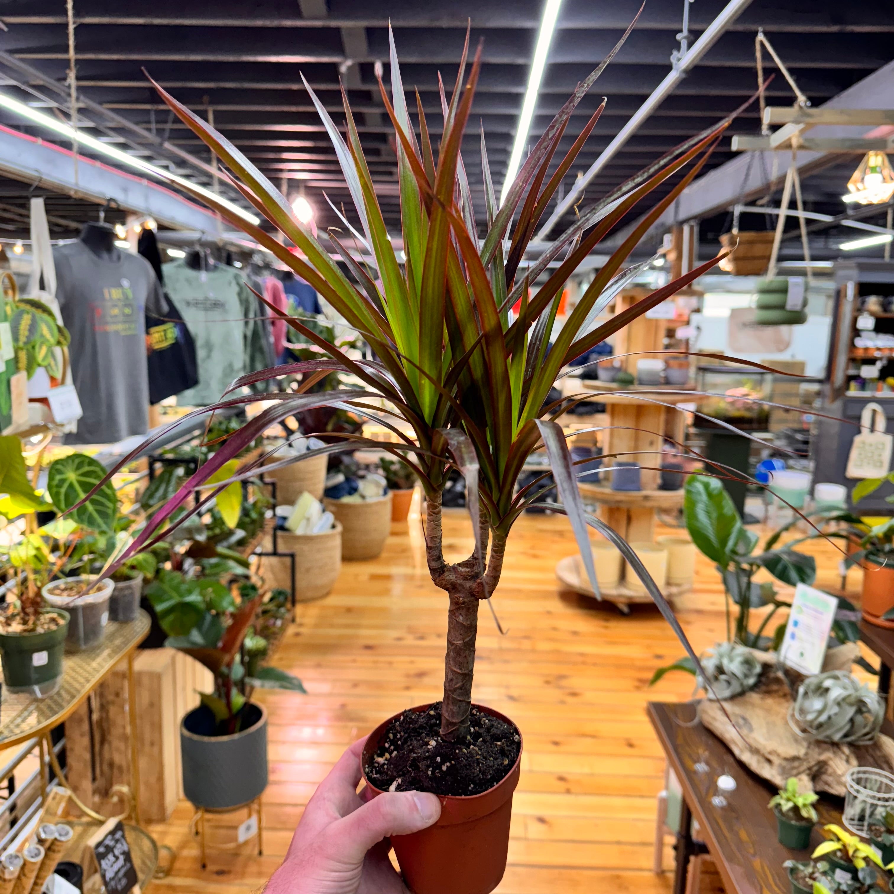 Dracaena Marginata &