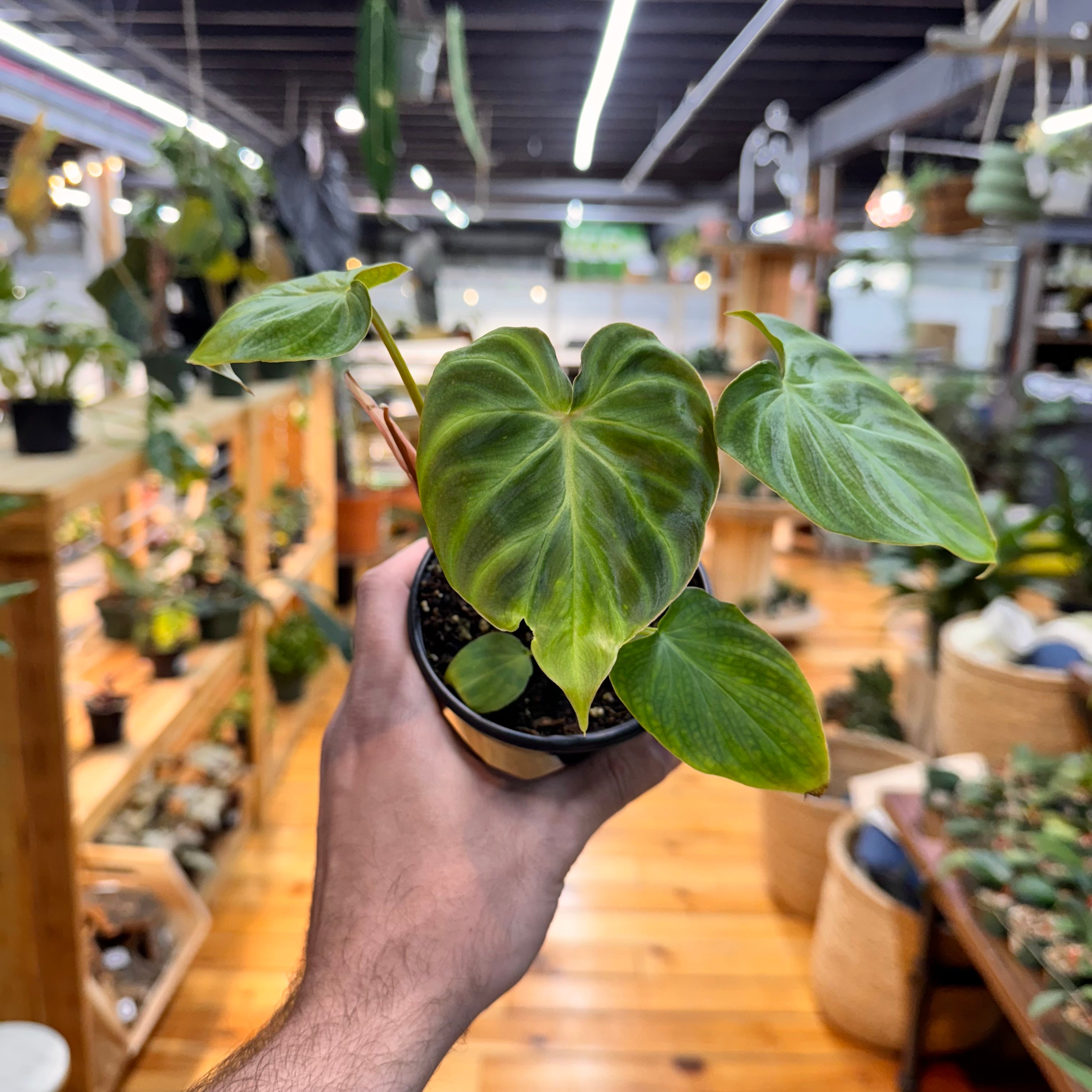 Philodendron Verrucosum